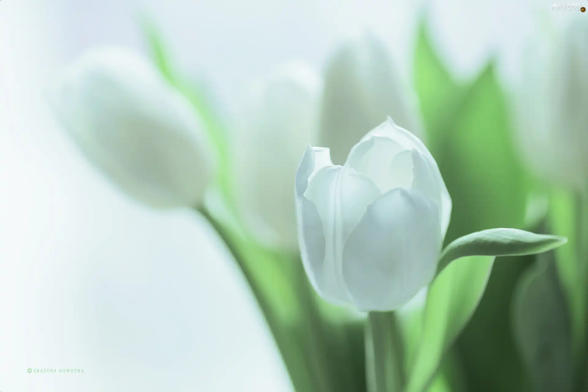 Flowers, White, Tulips