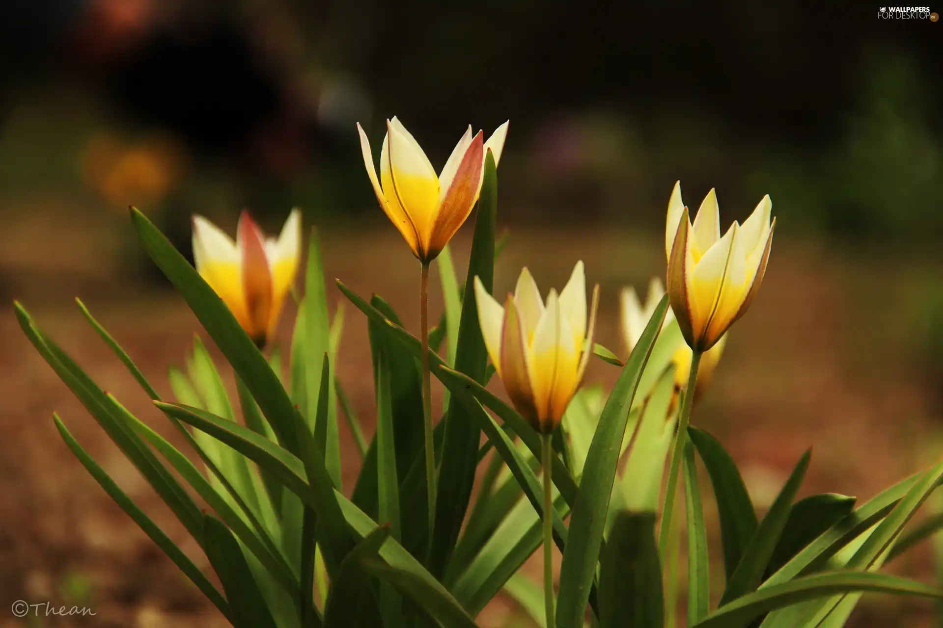 Flowers, Yellow, Tulips