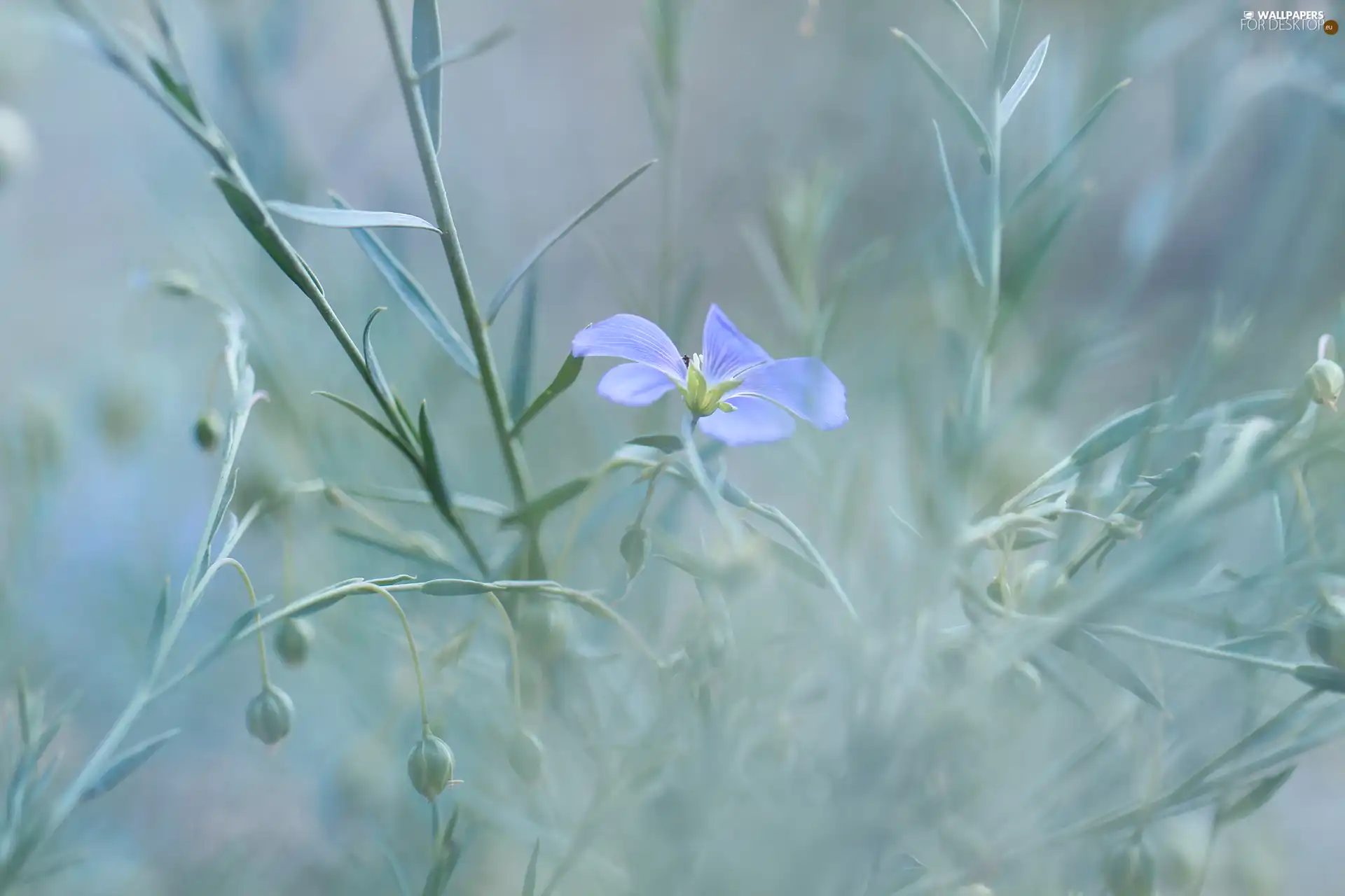 Twigs, blue, Colourfull Flowers