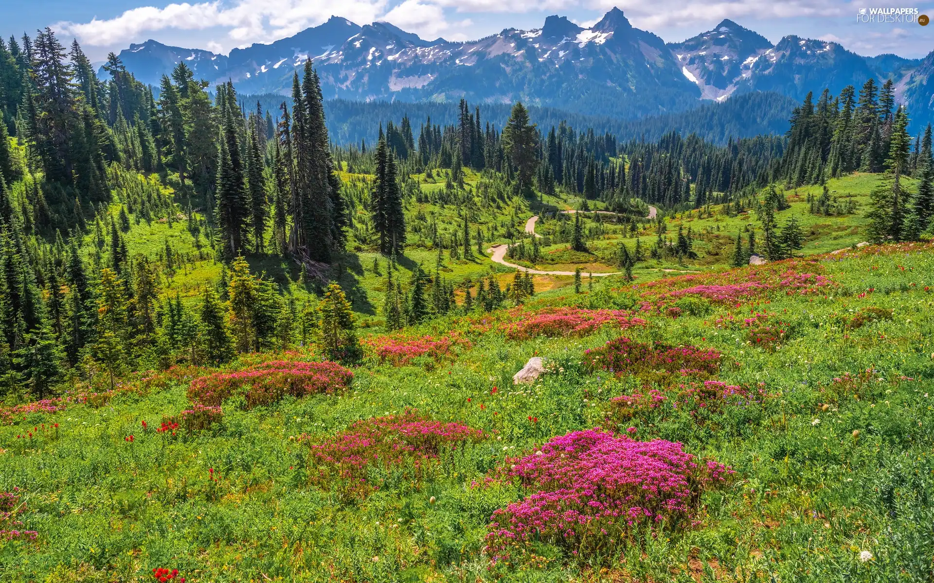 Mountains, Washington State, Flowers, Mount Rainier National Park, The United States, Meadow, Way