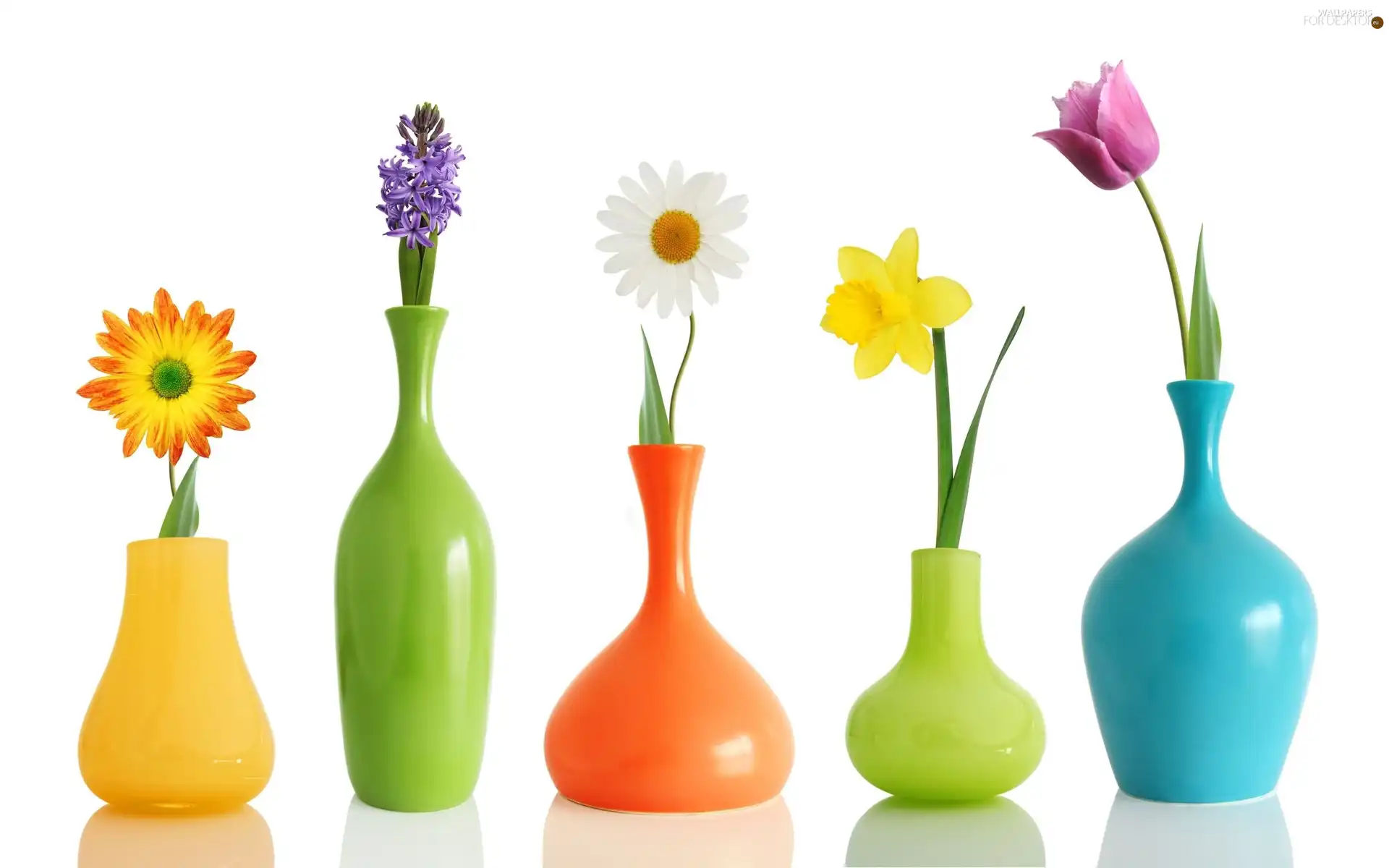 Flowers, color, vases