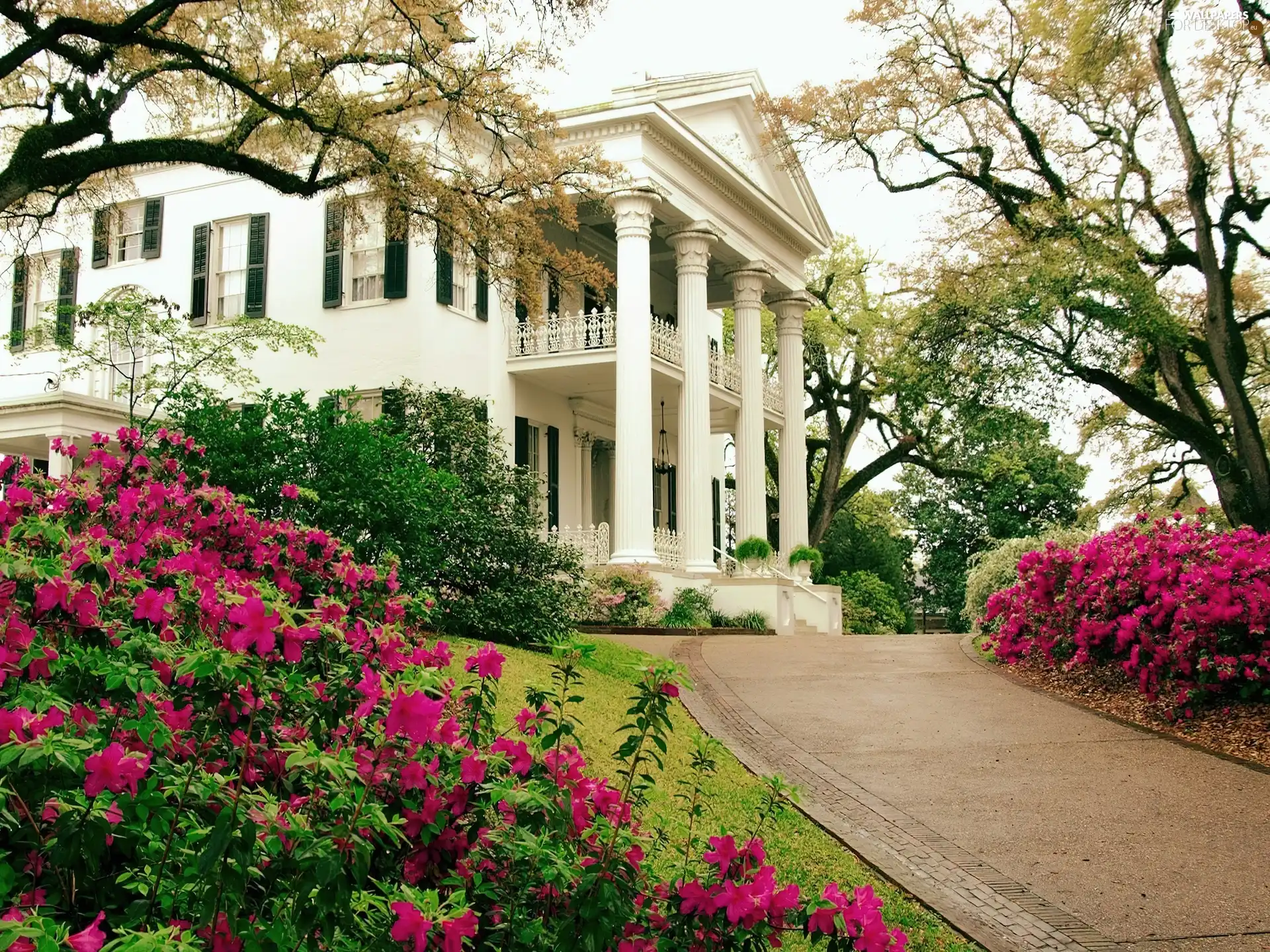 villa, driveway, Flowers, residence