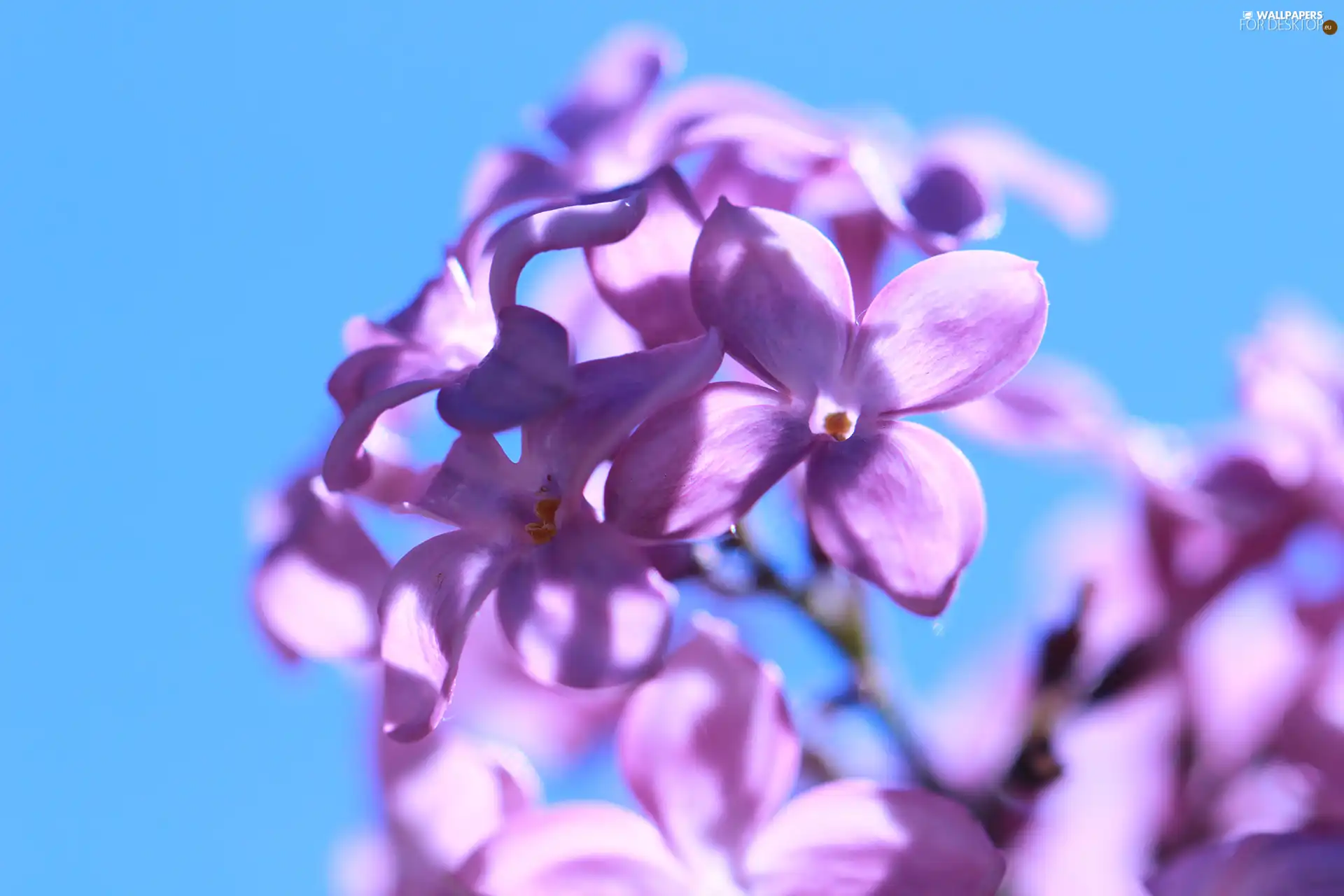 Violet, Bush, Flowers, without