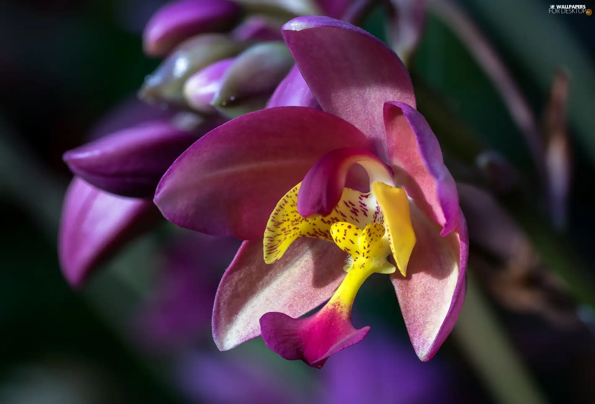 Colourfull Flowers, Violet, rapprochement, orchid