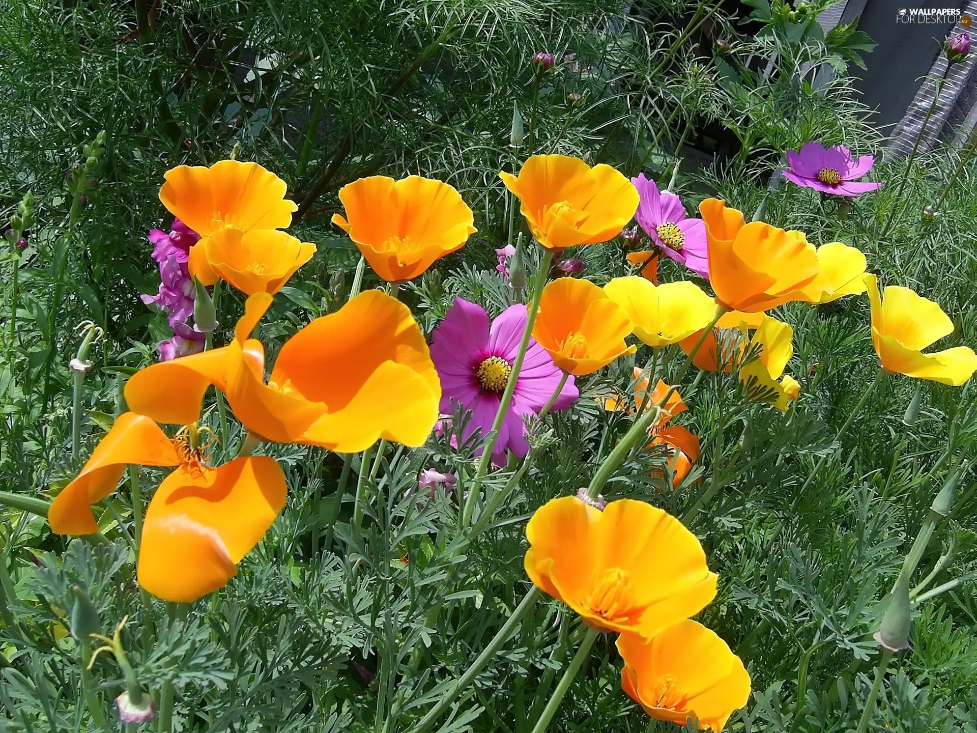 Violet, Yellow, Flowers, Cosmos