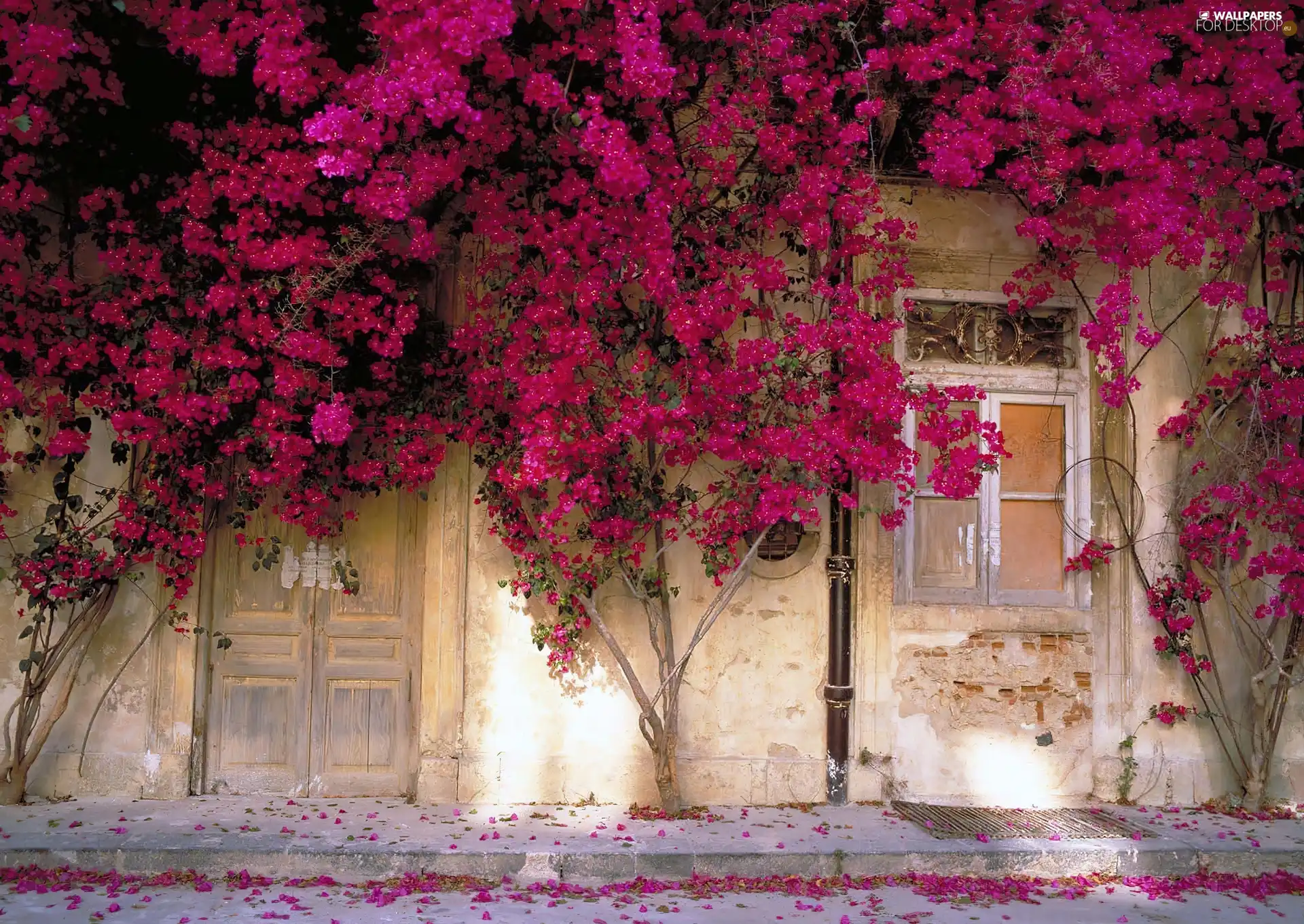 wall, Covered, flowers, house