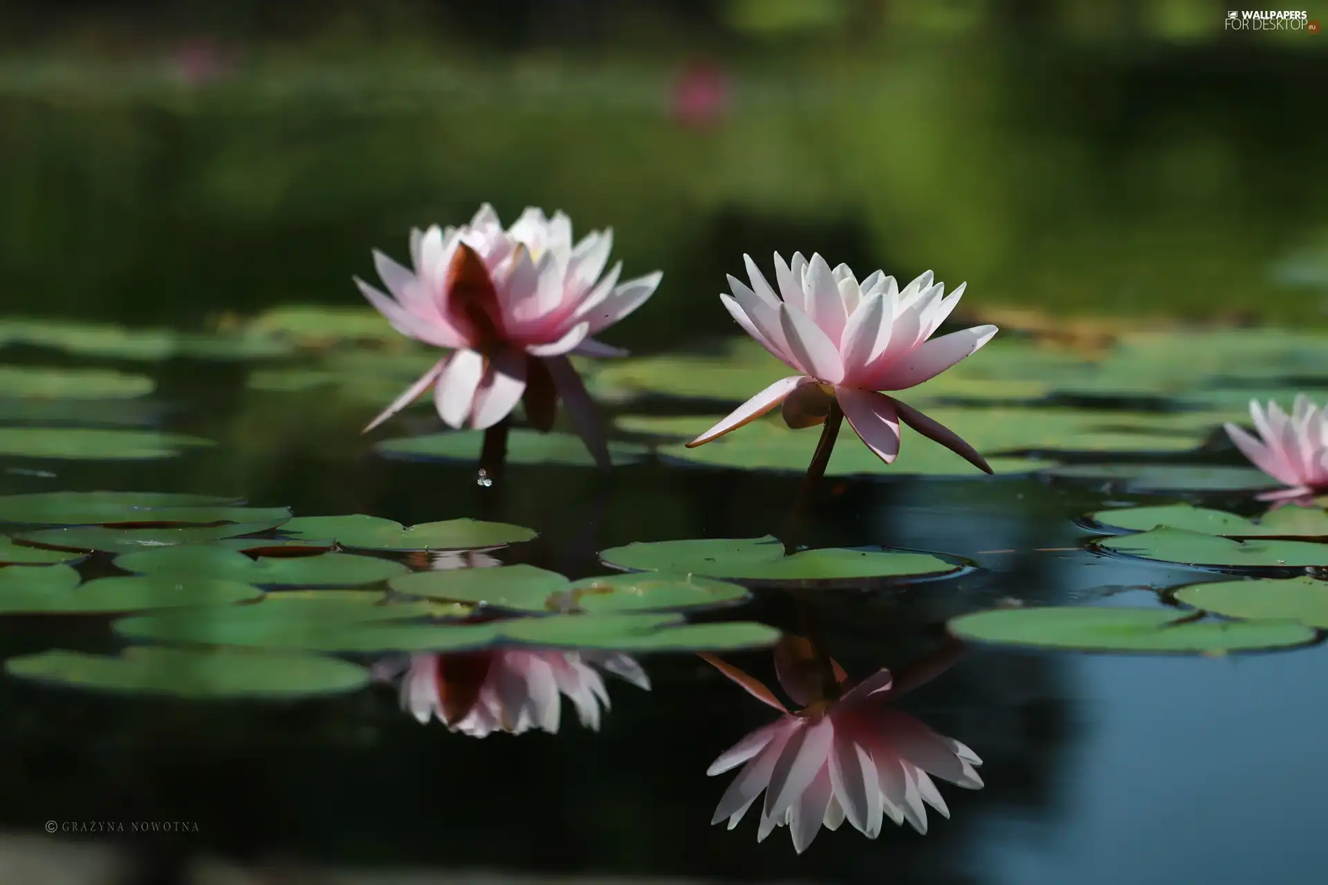 Flowers, lilies, water
