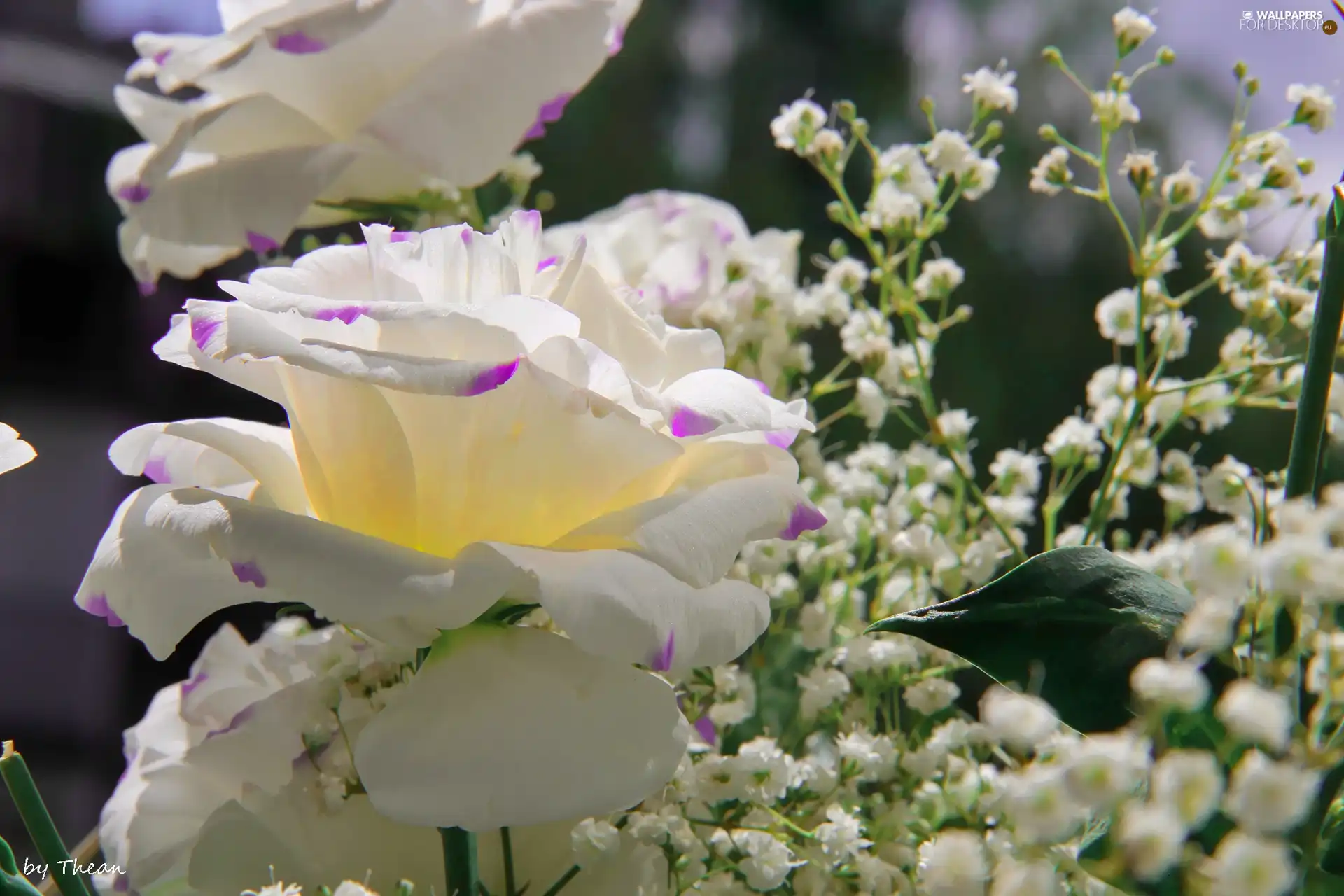 White, Flowers