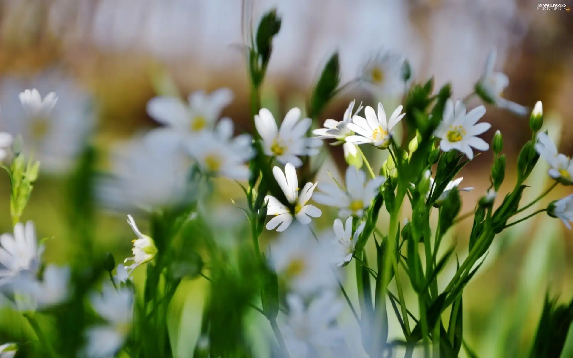 White, flowers