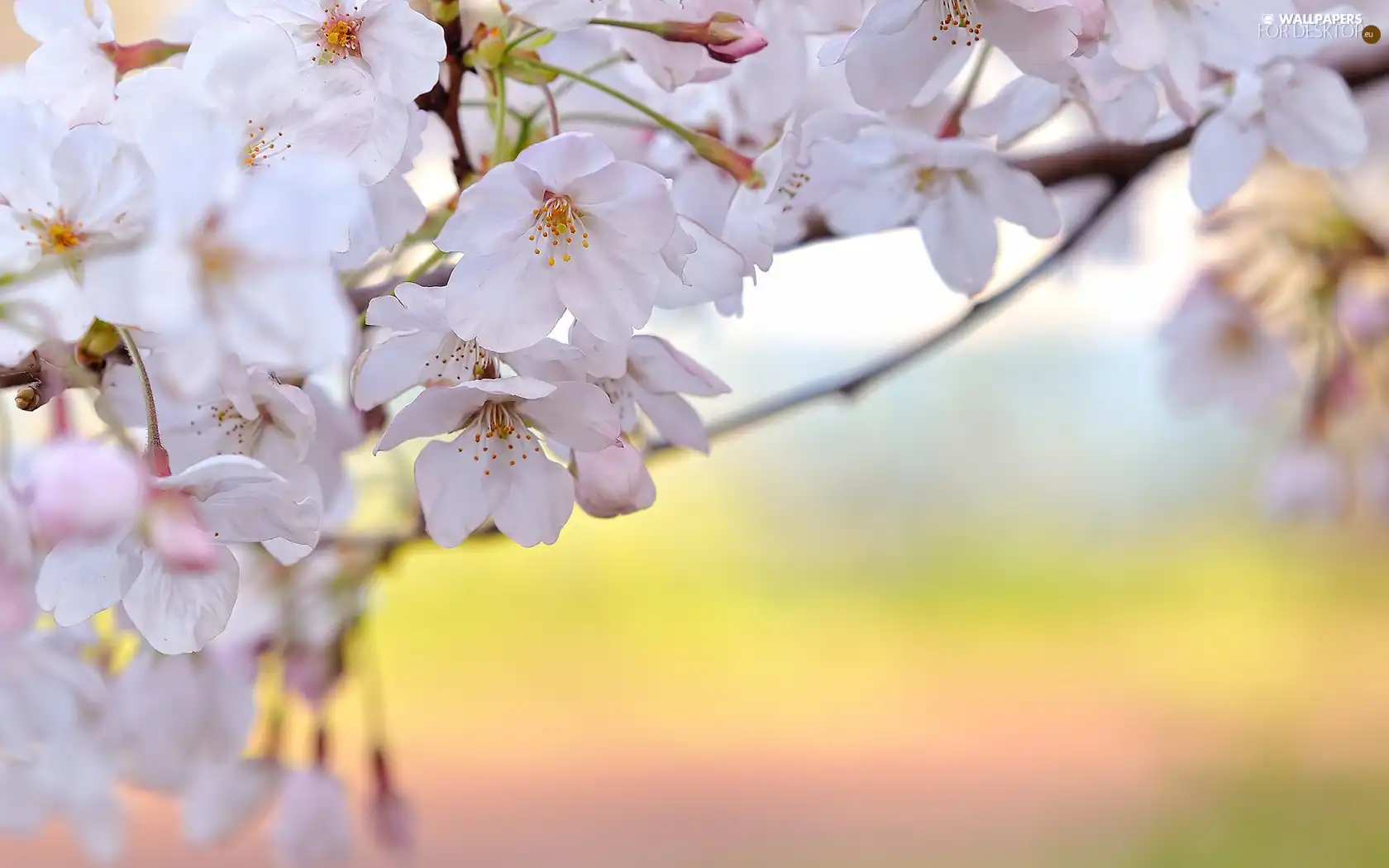 White, Flowers