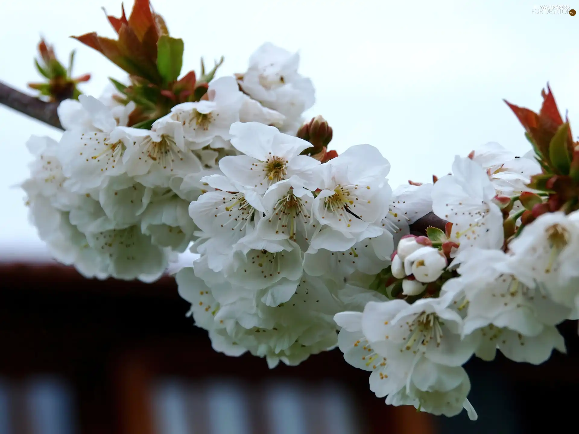 White, Flowers