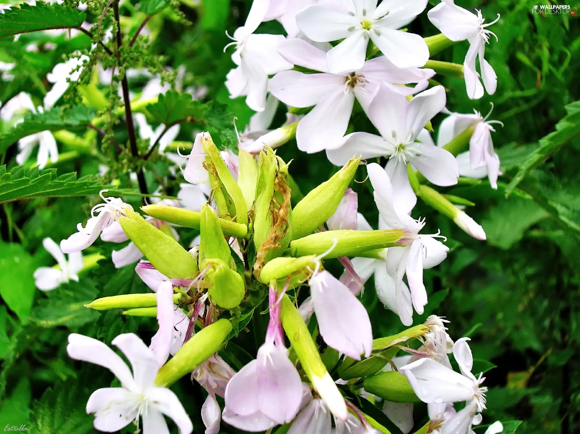 White, Flowers