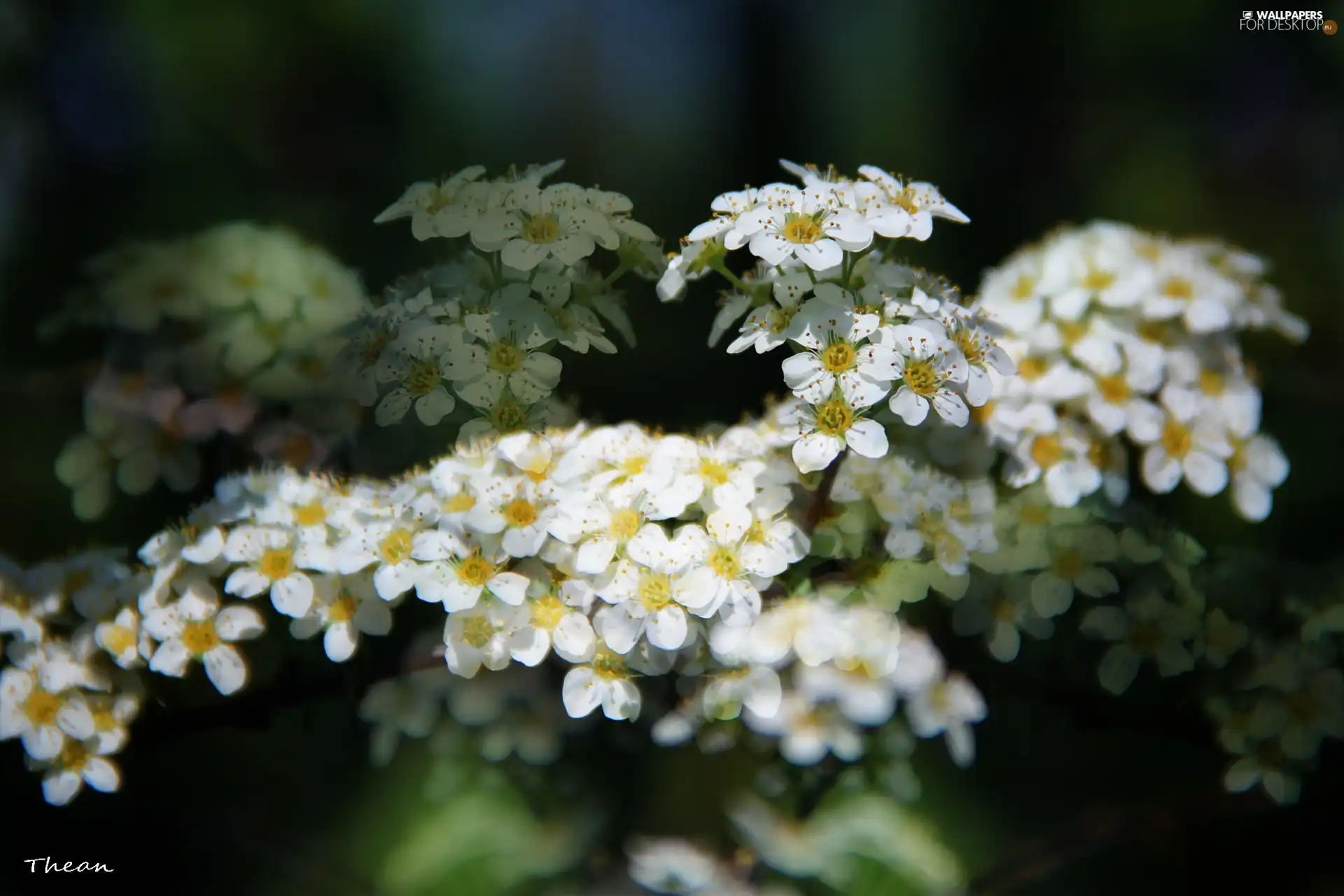 White, Flowers