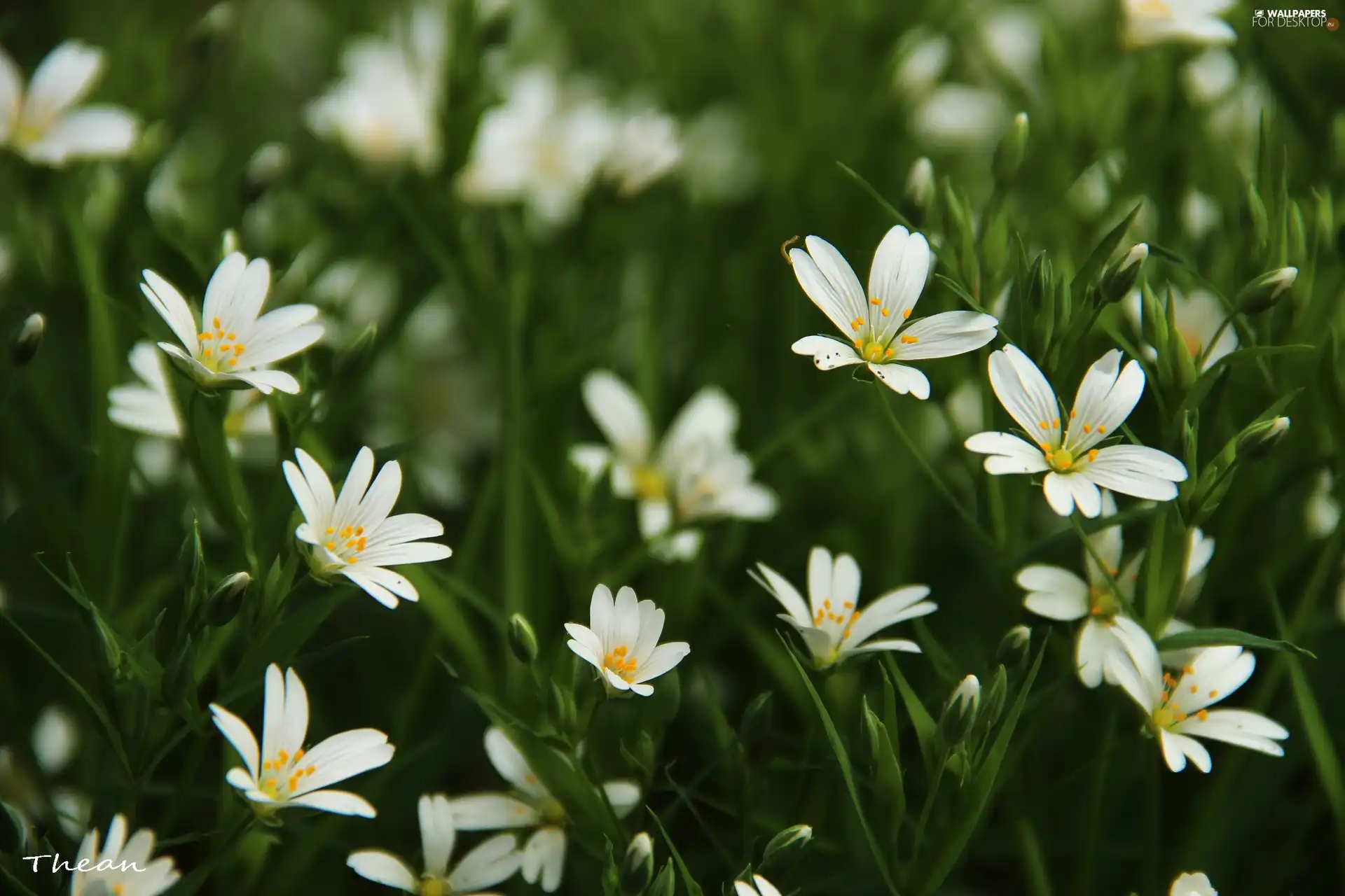 Flowers, Cerastium, White