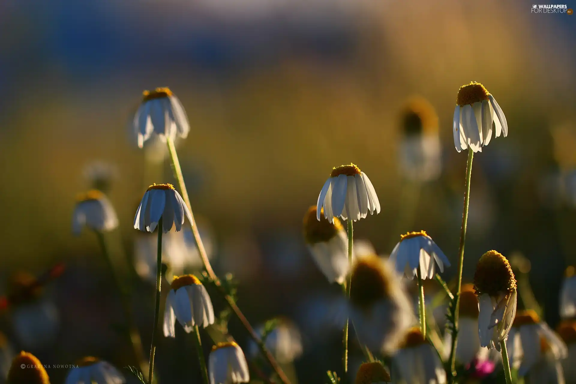 Flowers, chamomile, White