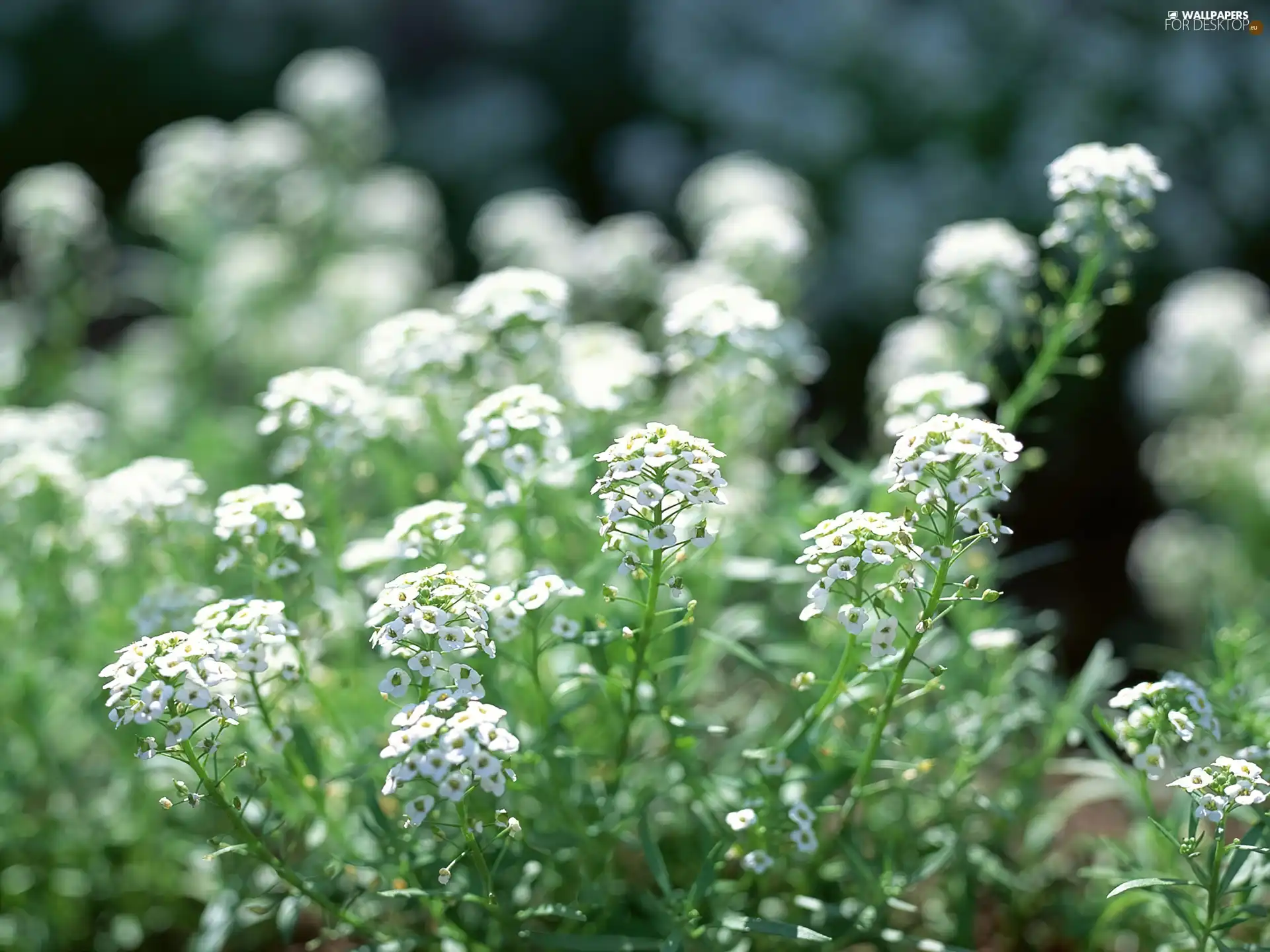 flowers, change, White