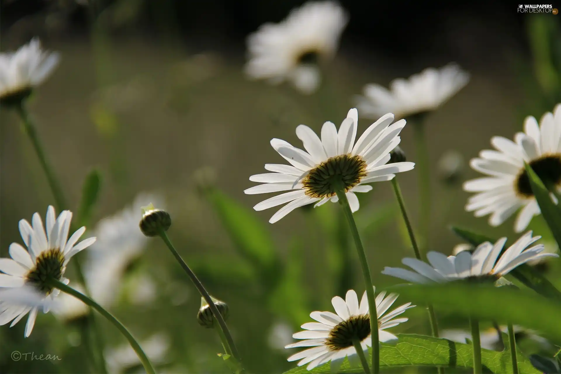 Flowers, daisy, White