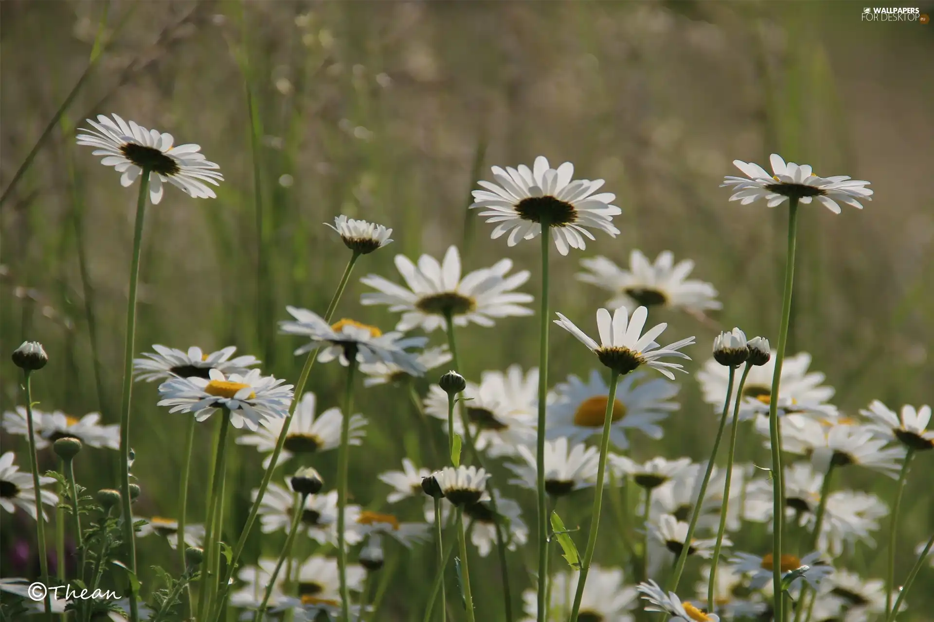 Flowers, daisy, White