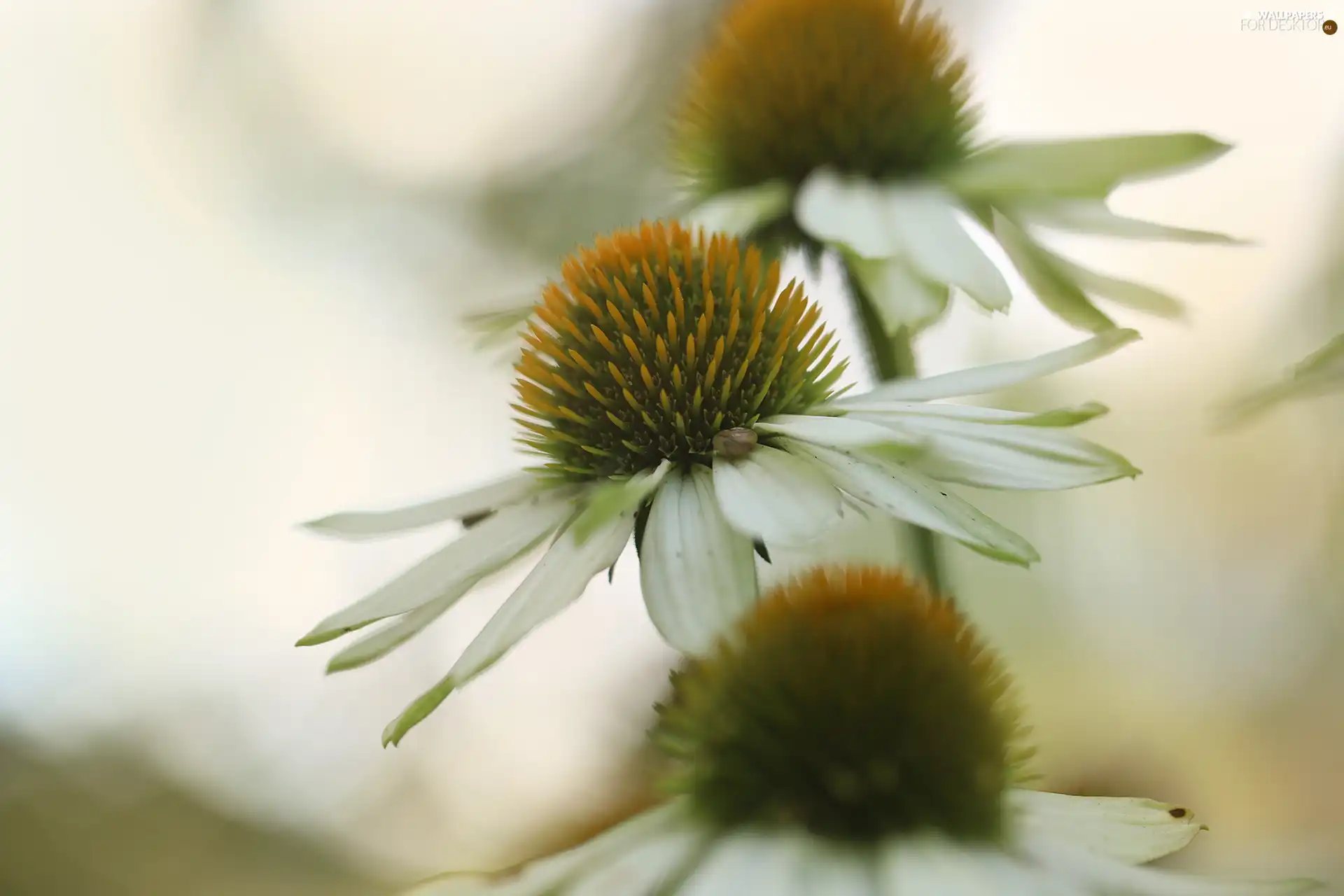Flowers, echinacea, White