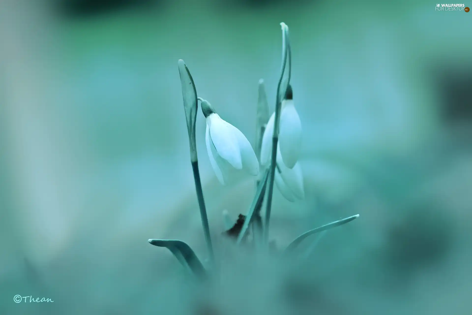 Flowers, snowdrops, White