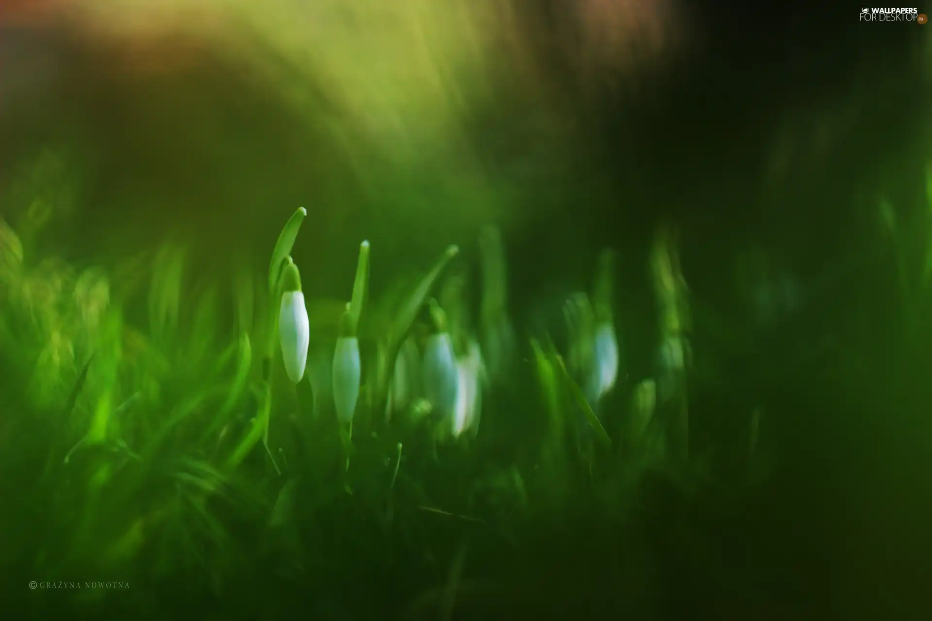 Flowers, snowdrops, White