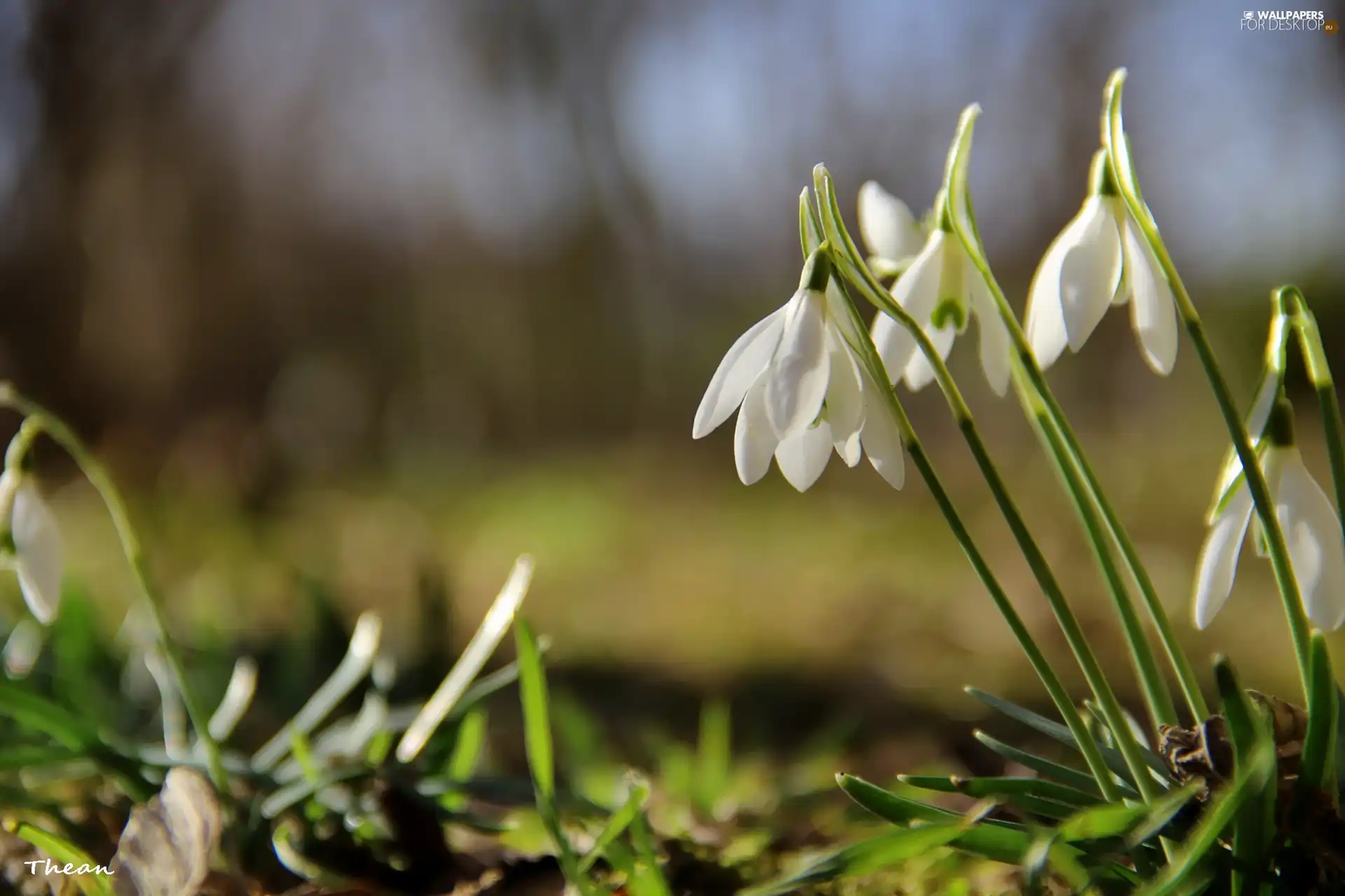 Flowers, snowdrops, White