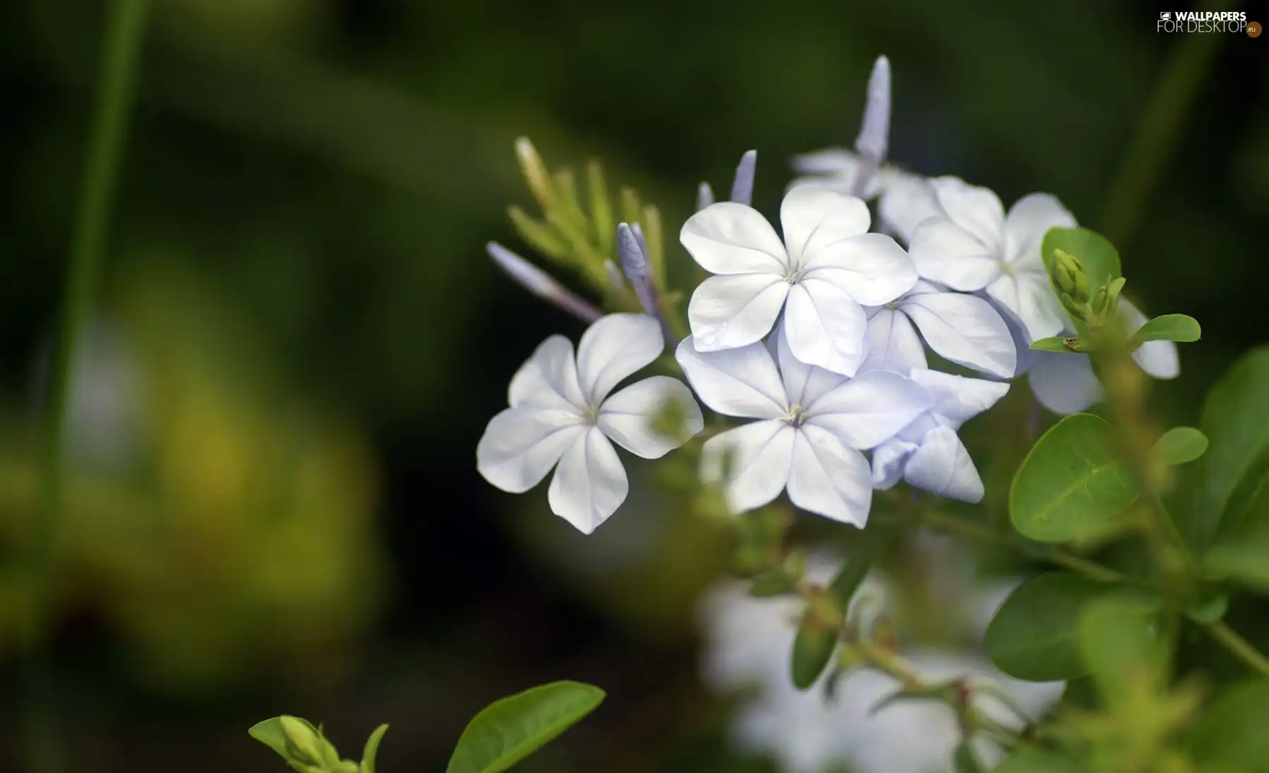 flowers, twig, white