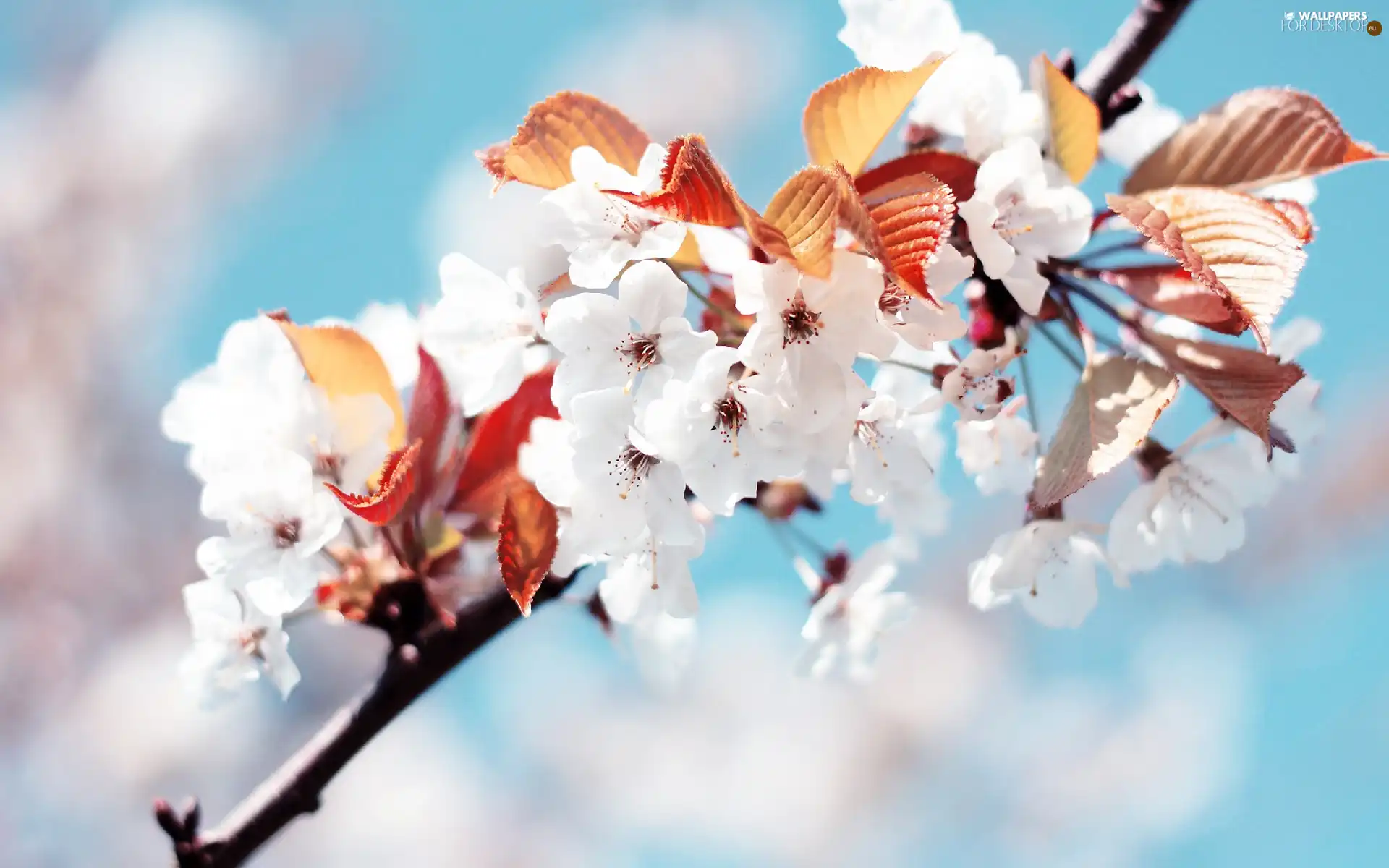 flowers, twig, White