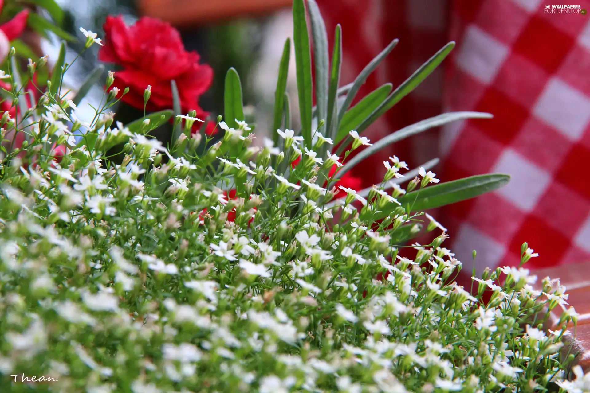 White, Flowers