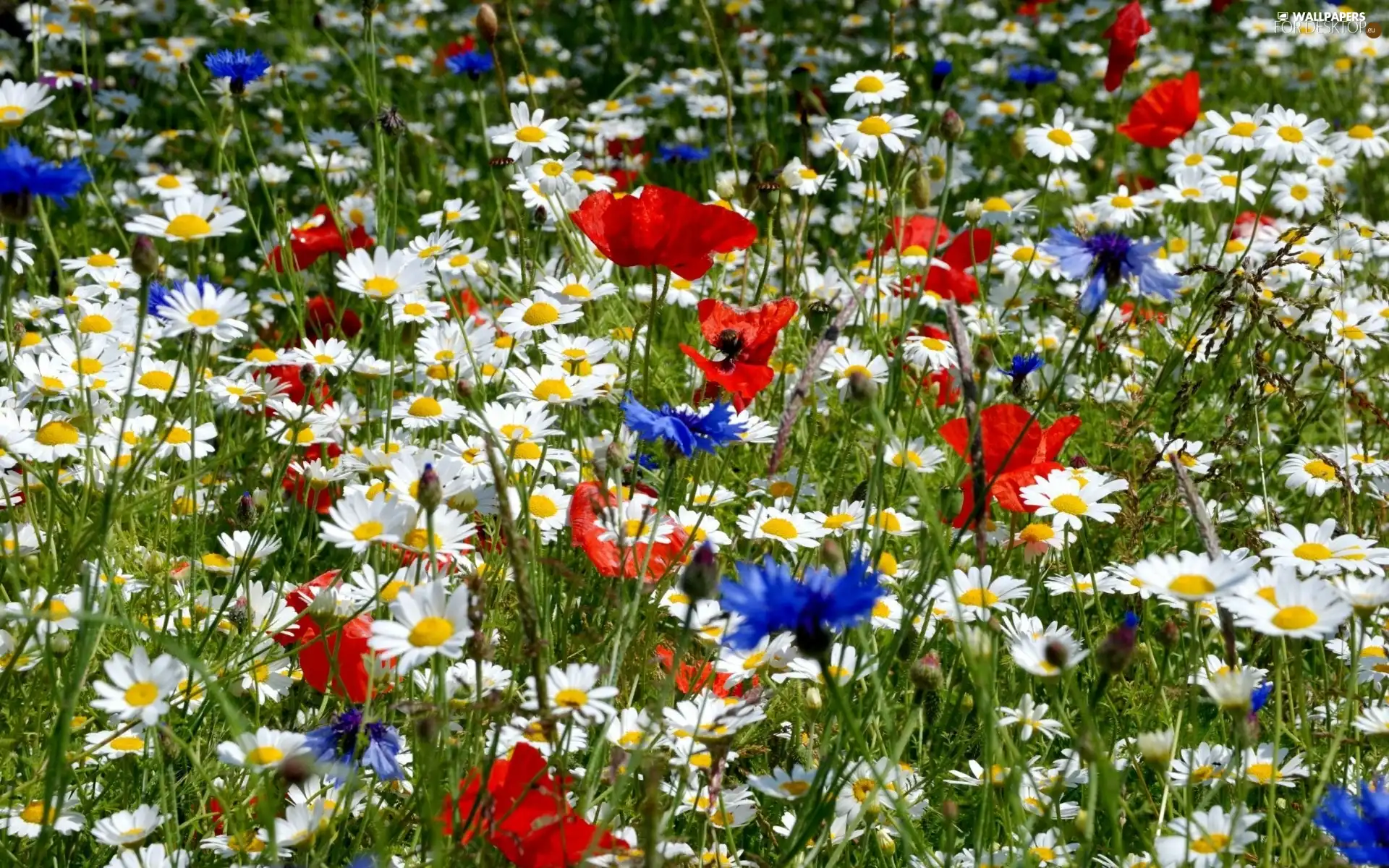 Wildflowers, Flowers