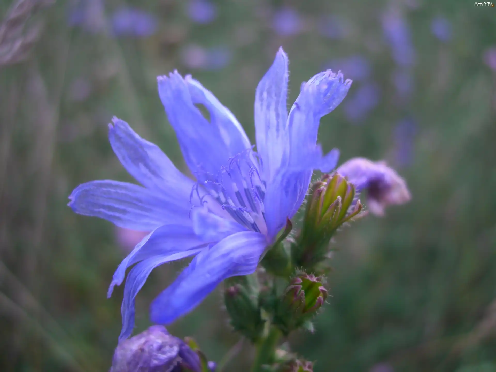 Flowers, chicory, Wildflowers