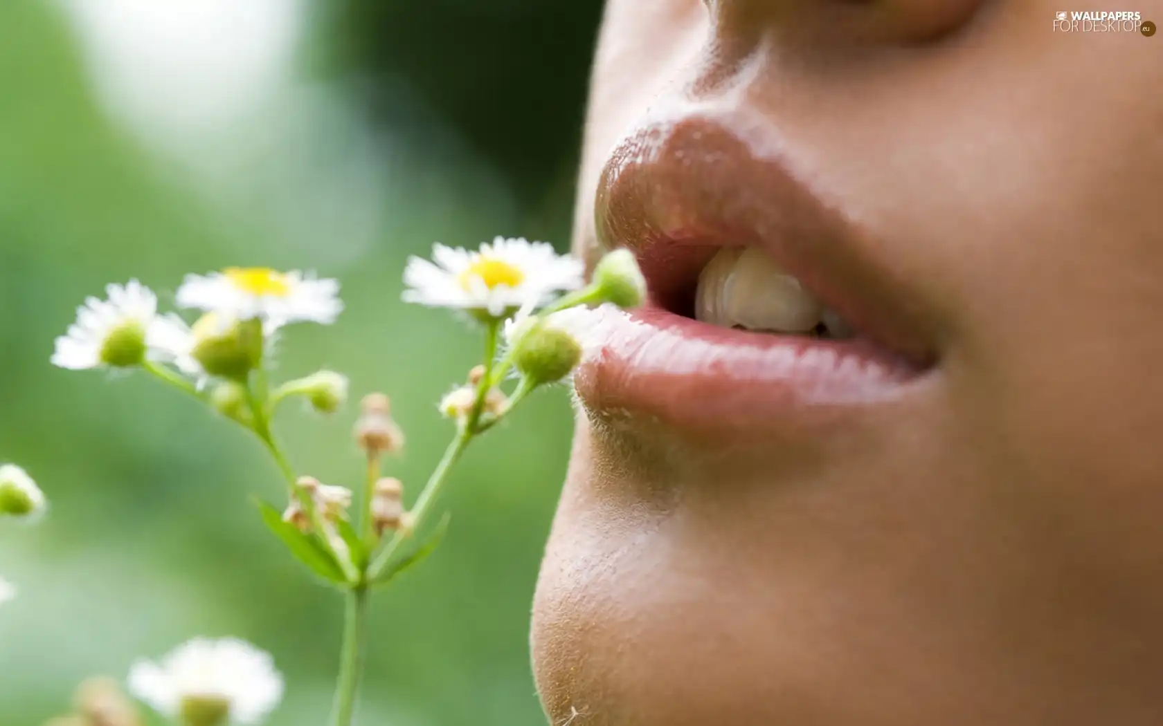 woman, twig, flowers, face