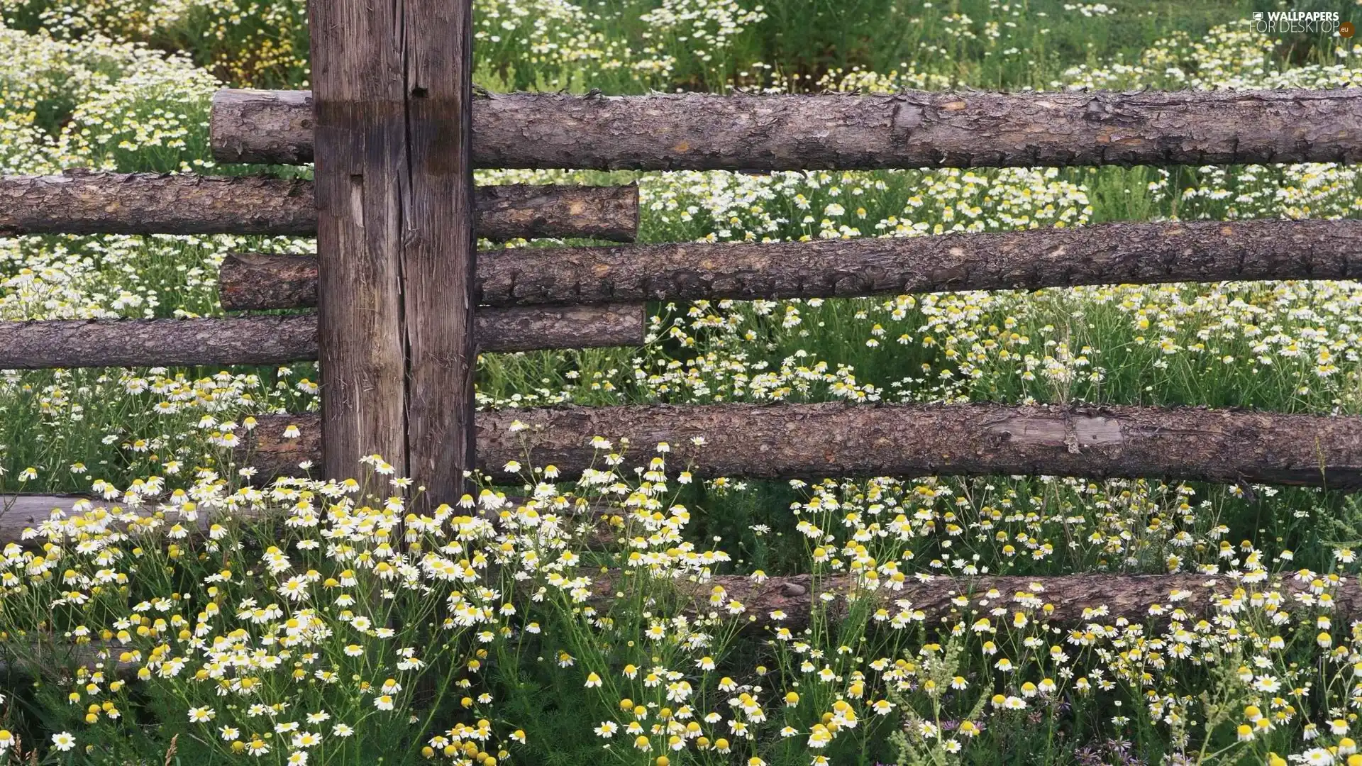 Flowers, Fance, wooden