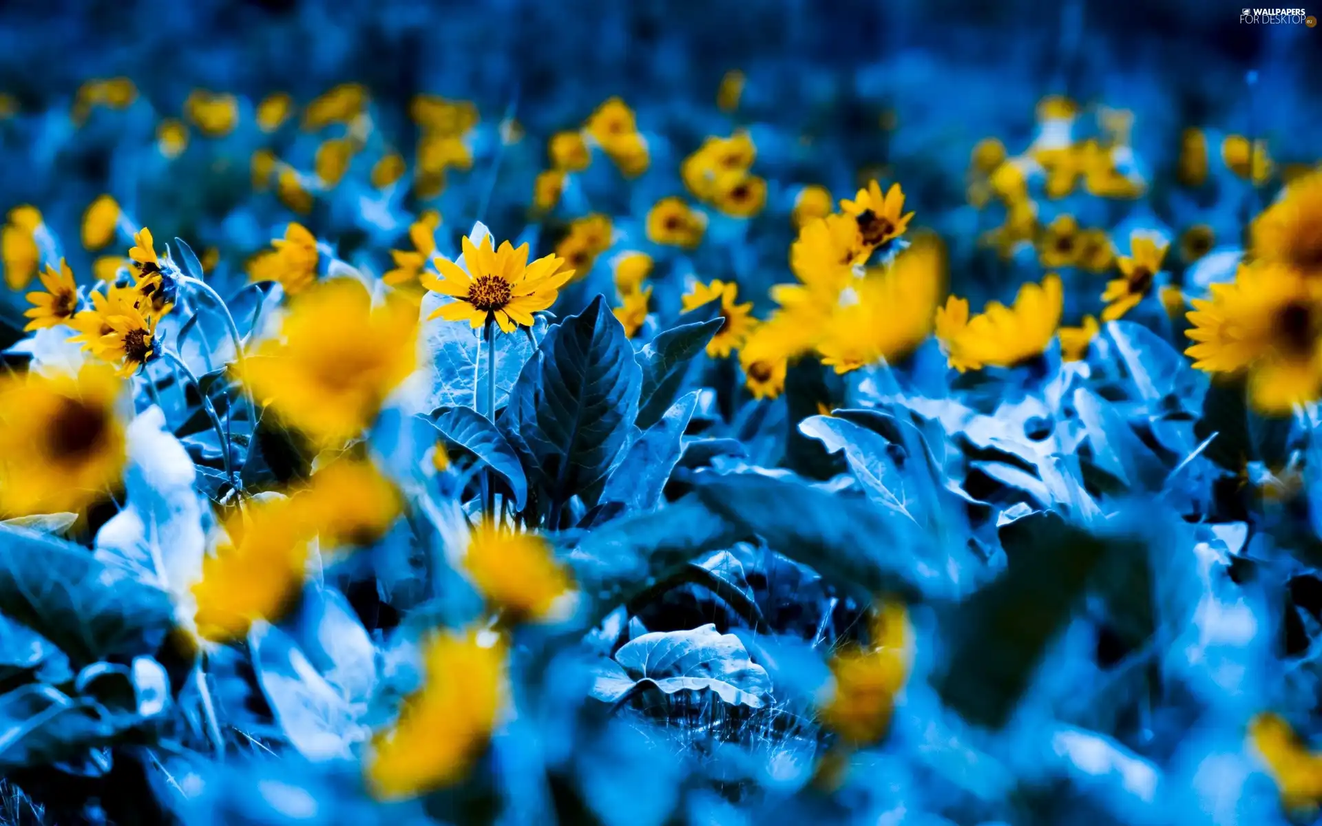 Yellow, Flowers