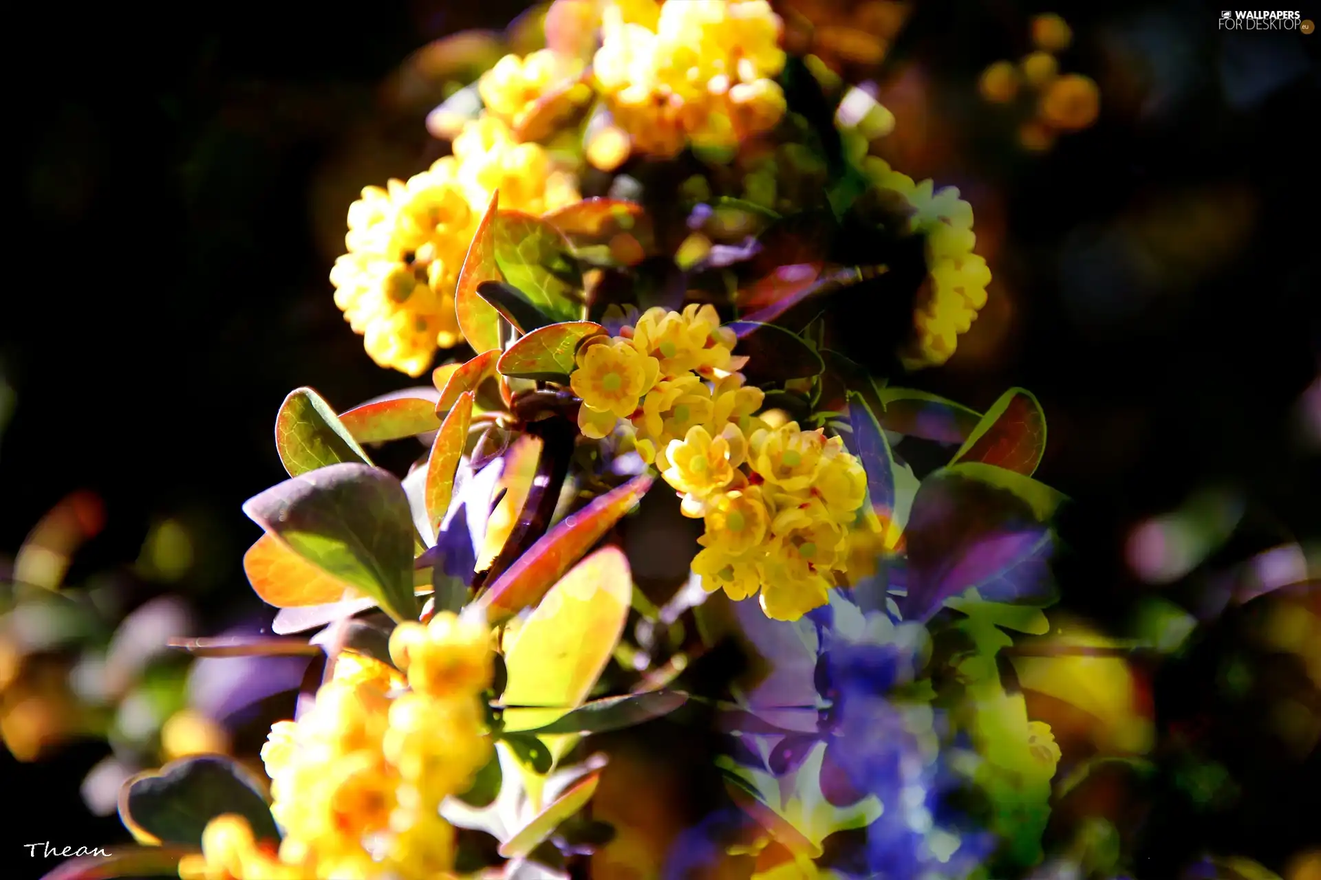 Yellow, Flowers