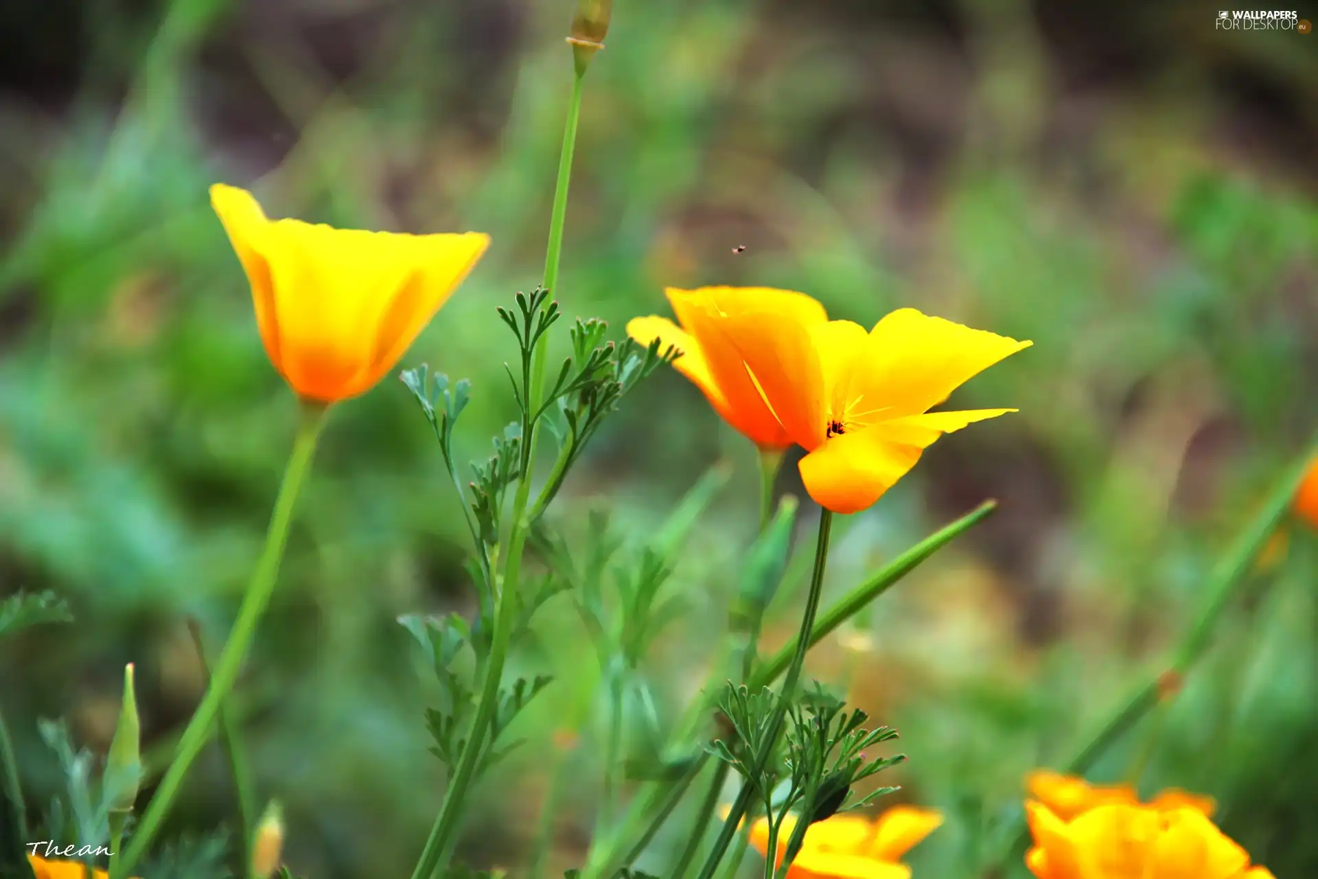 Yellow, Flowers