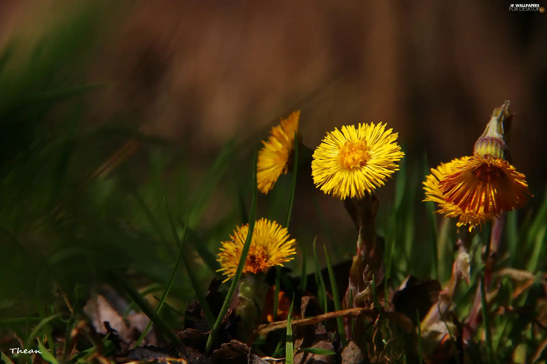 Yellow, Flowers