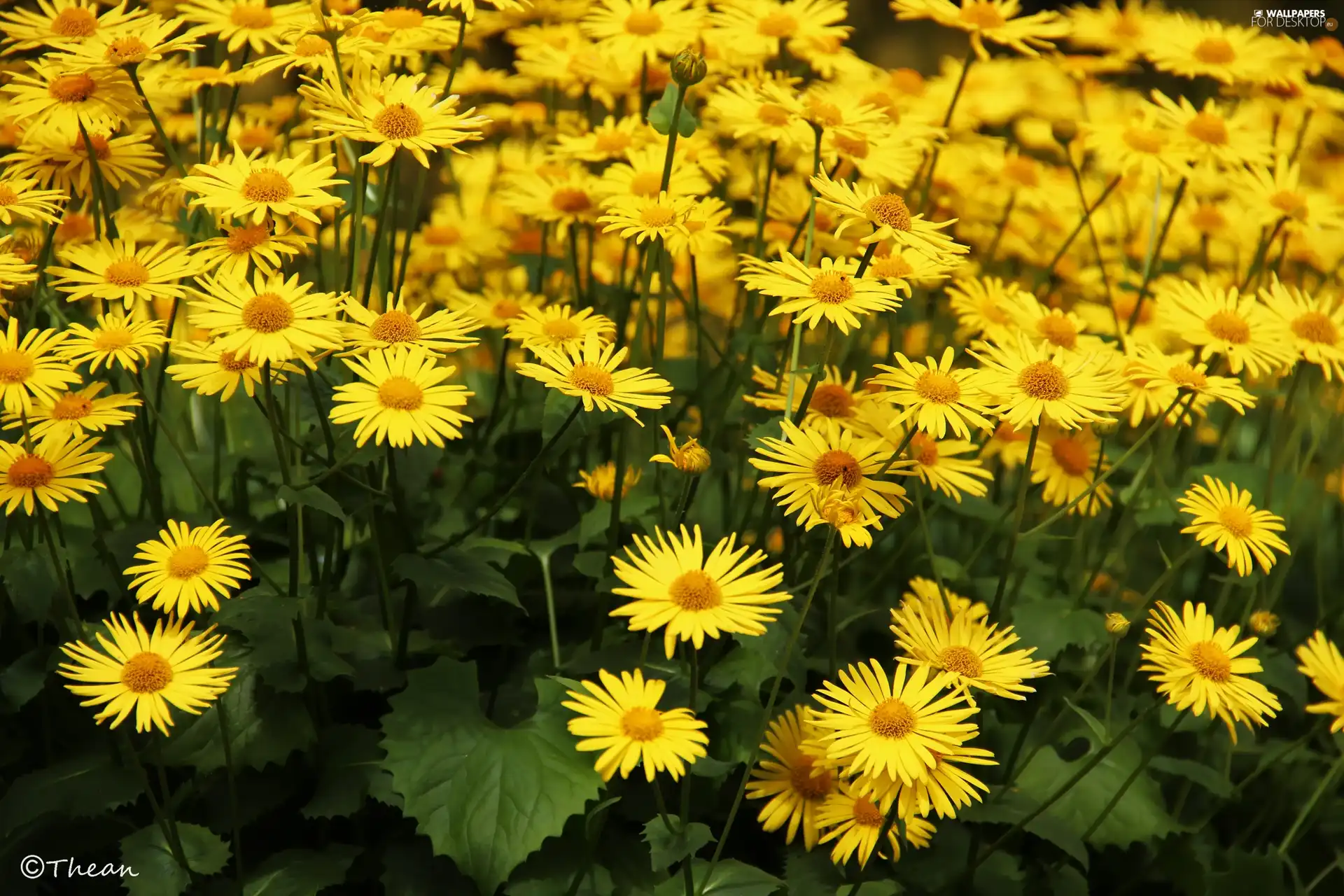 Doronicum, Yellow, Flowers