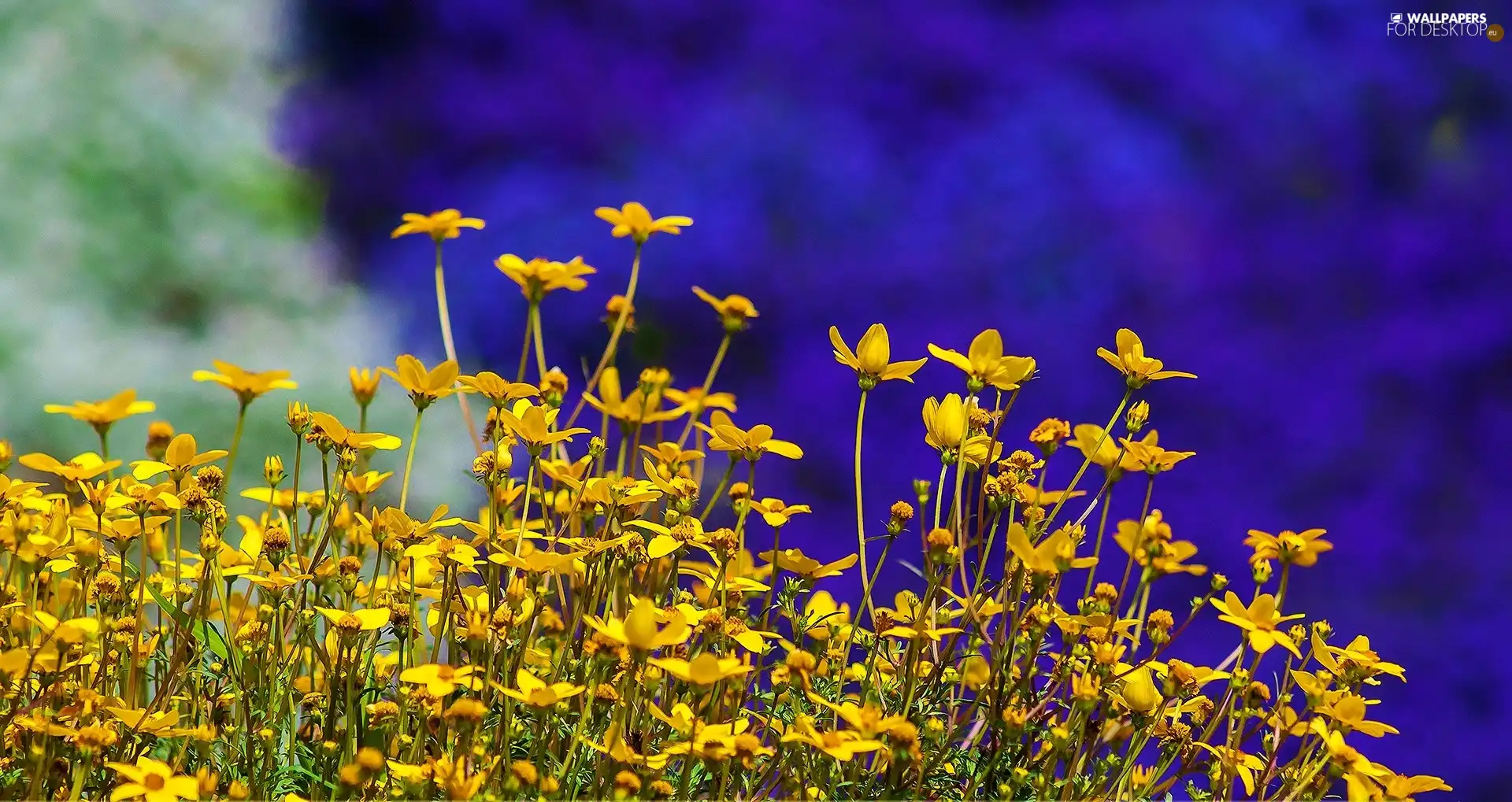 Yellow, Flowers