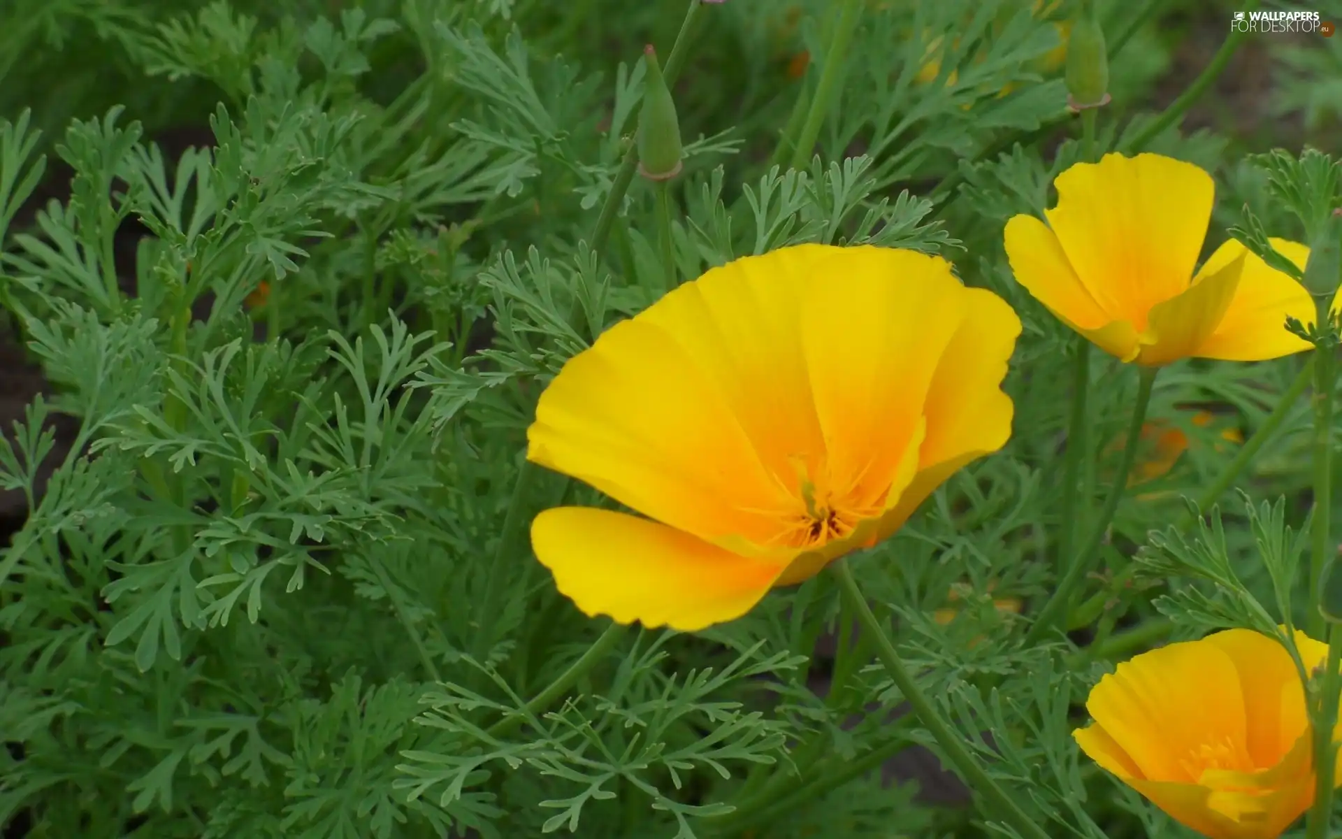 Yellow, Flowers