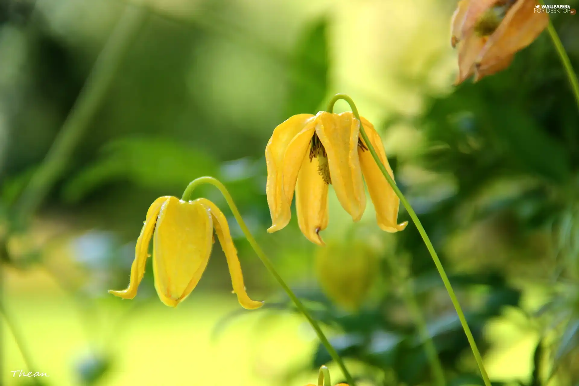 Yellow, Flowers