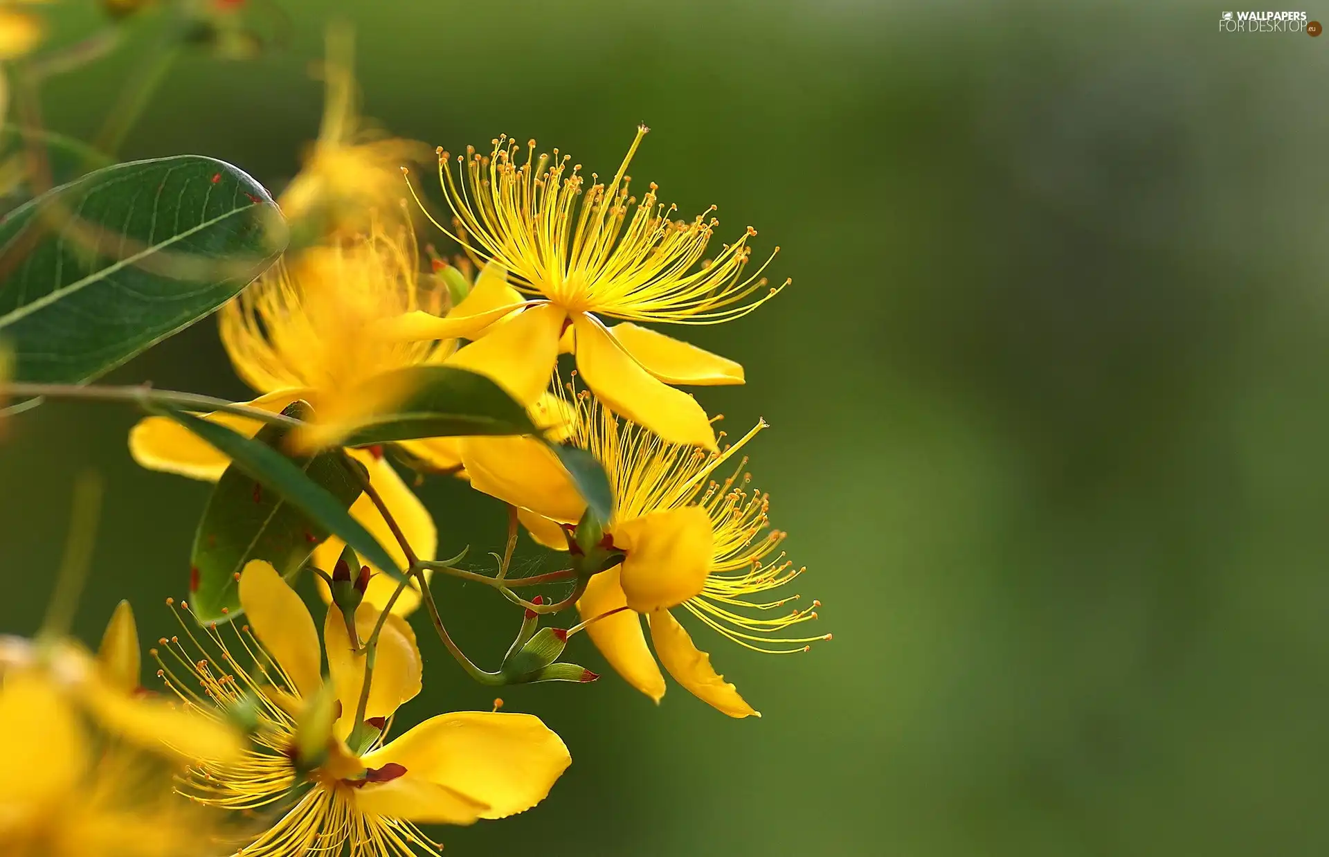 Flowers, St. John