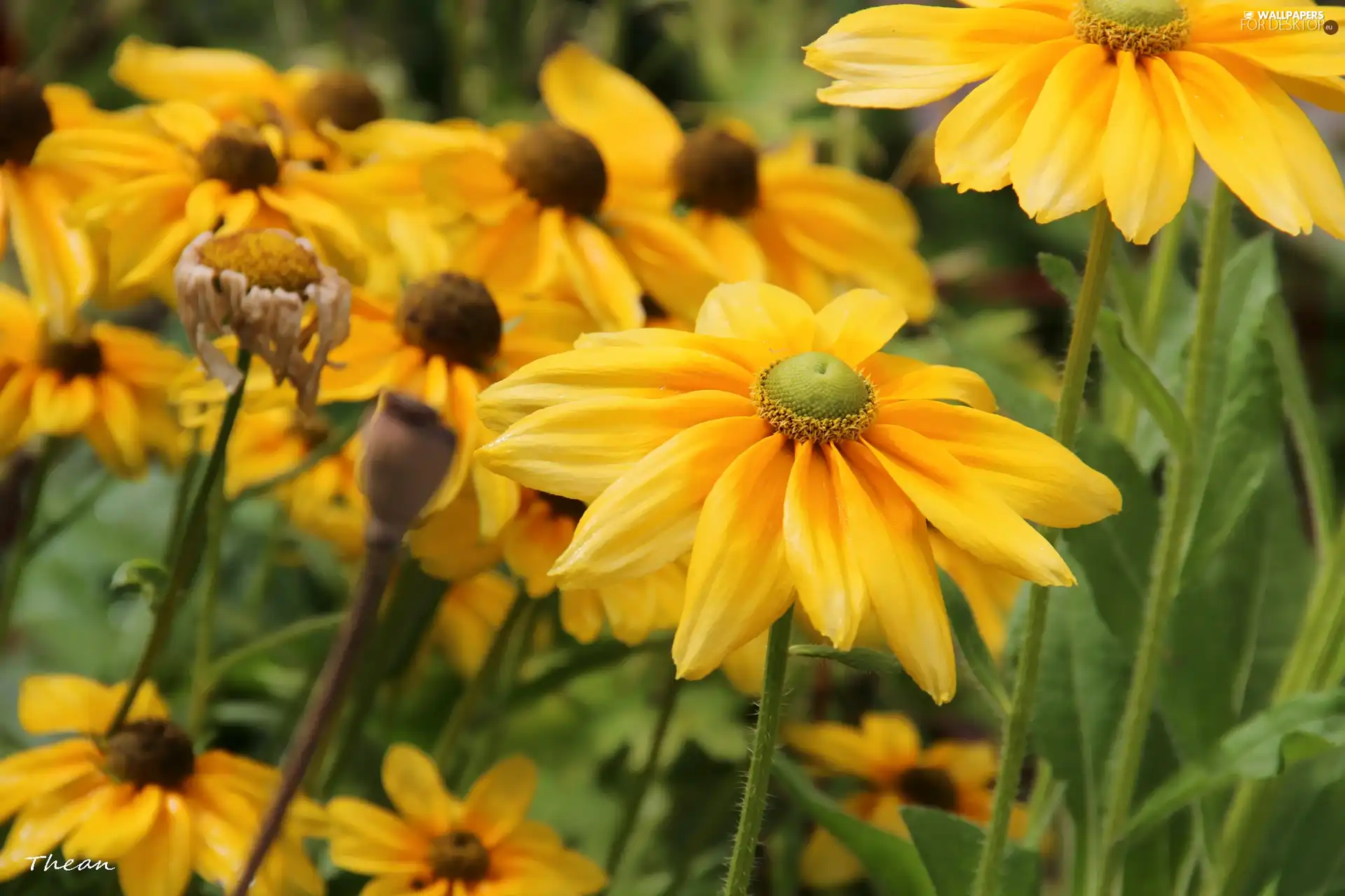 Yellow, Flowers