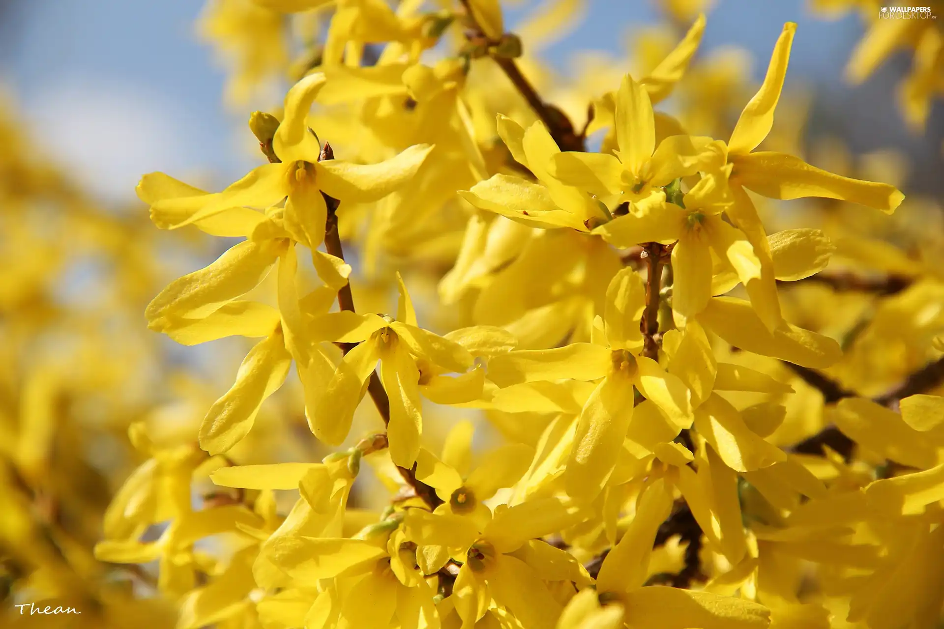 Flowers, forsythia, Yellow