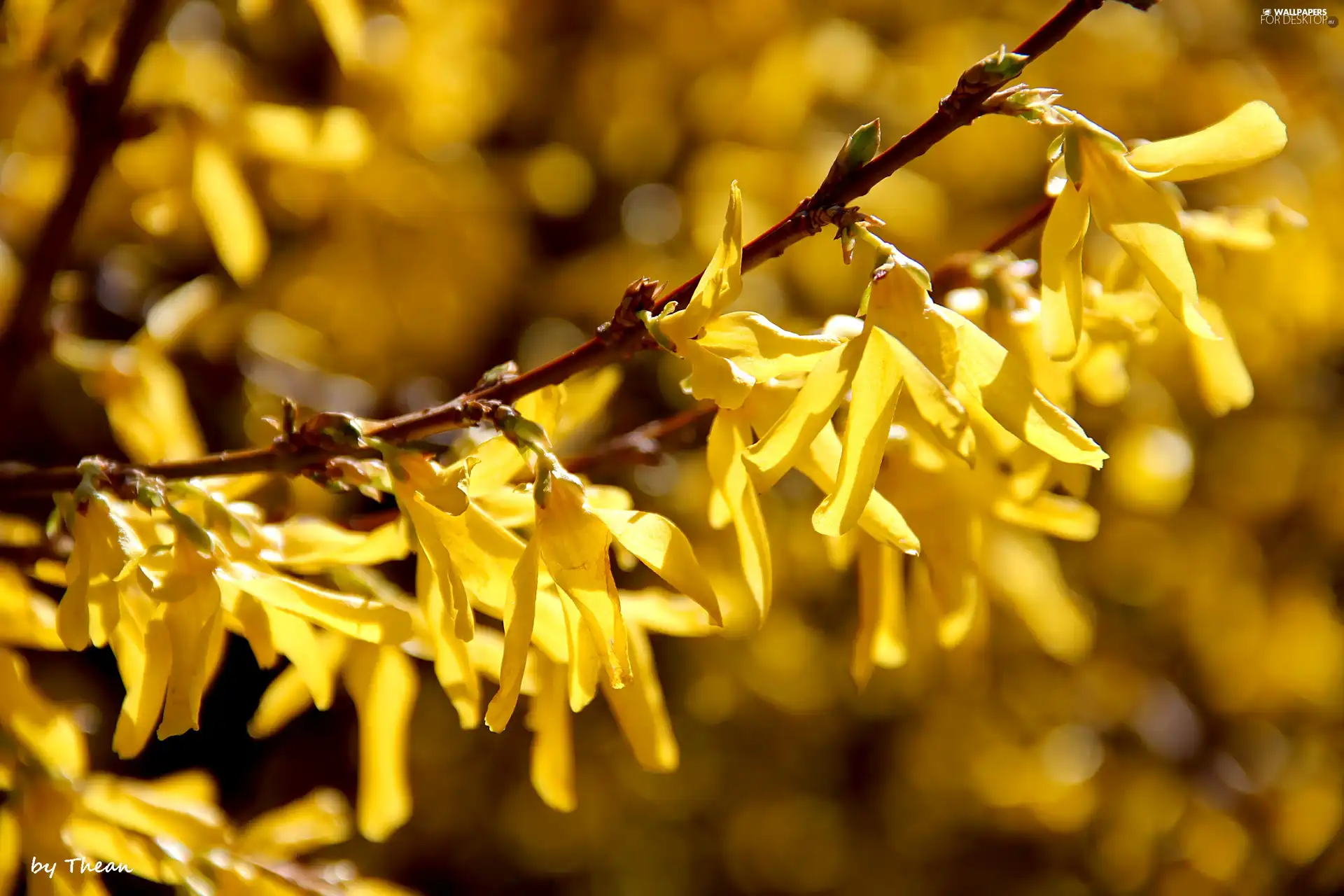 Flowers, forsythia, Yellow