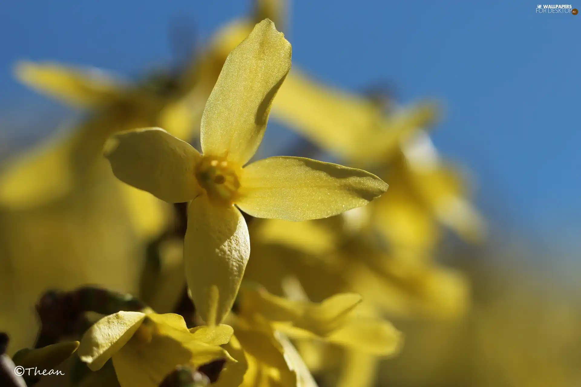 Flowers, forsythia, Yellow