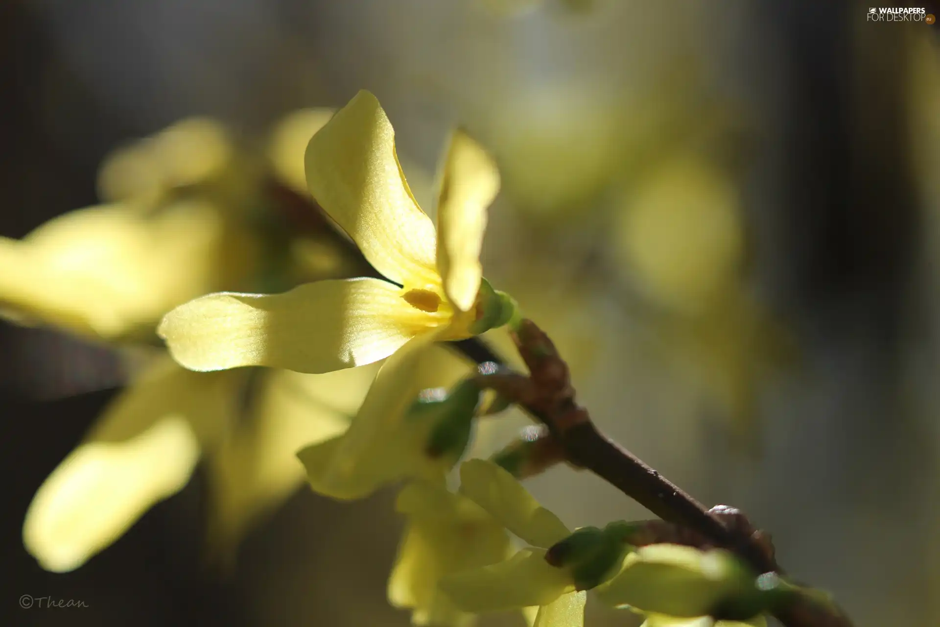 Flowers, forsythia, Yellow