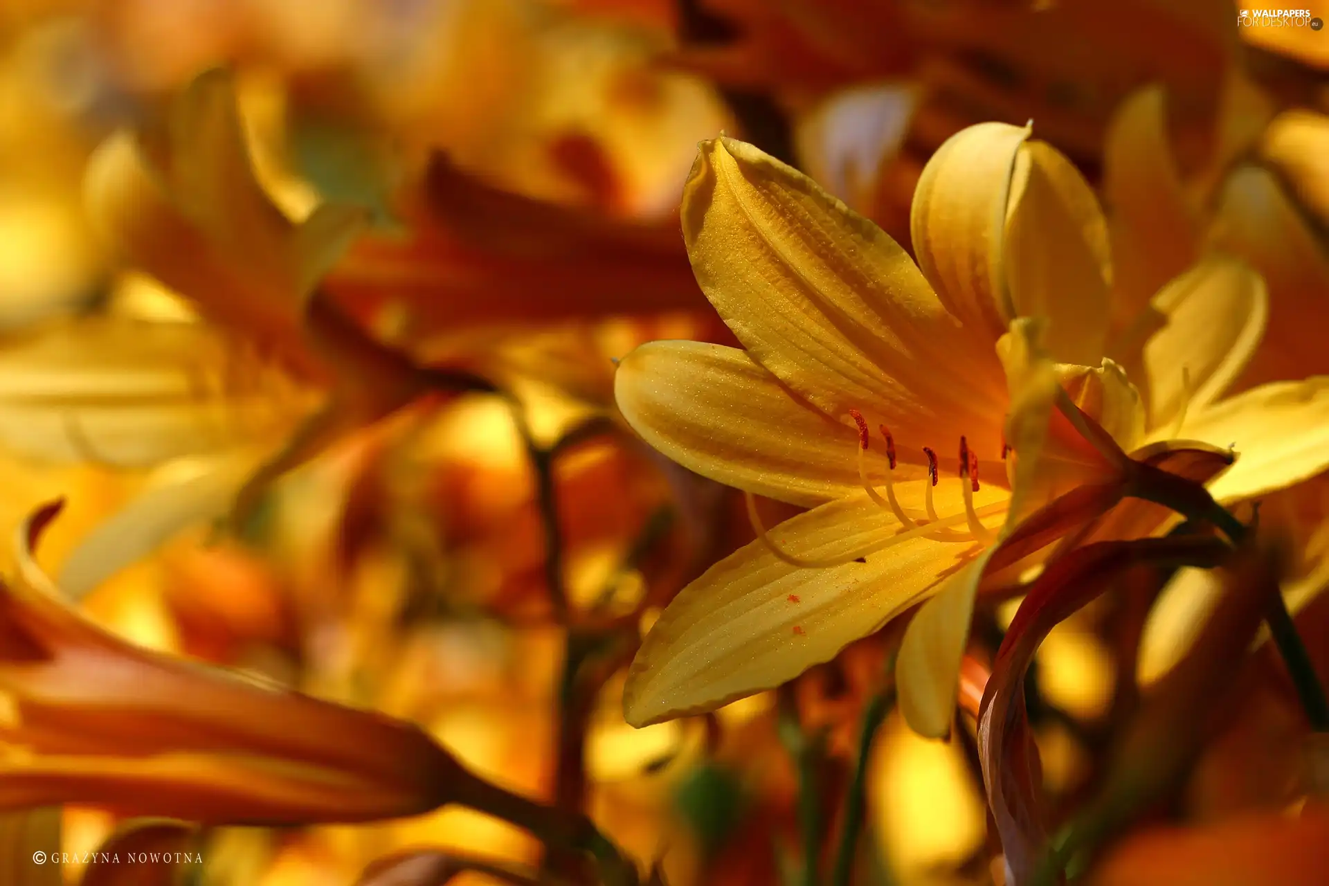 lily, Yellow