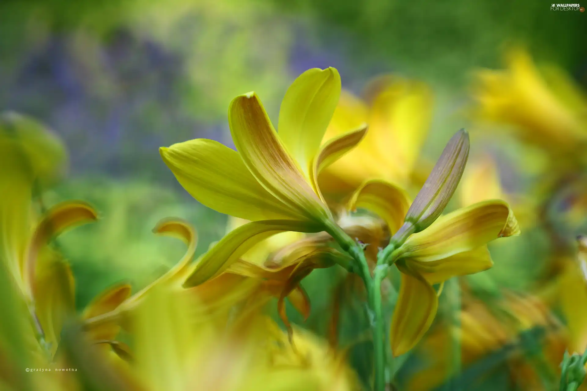 Flowers, lily, Yellow