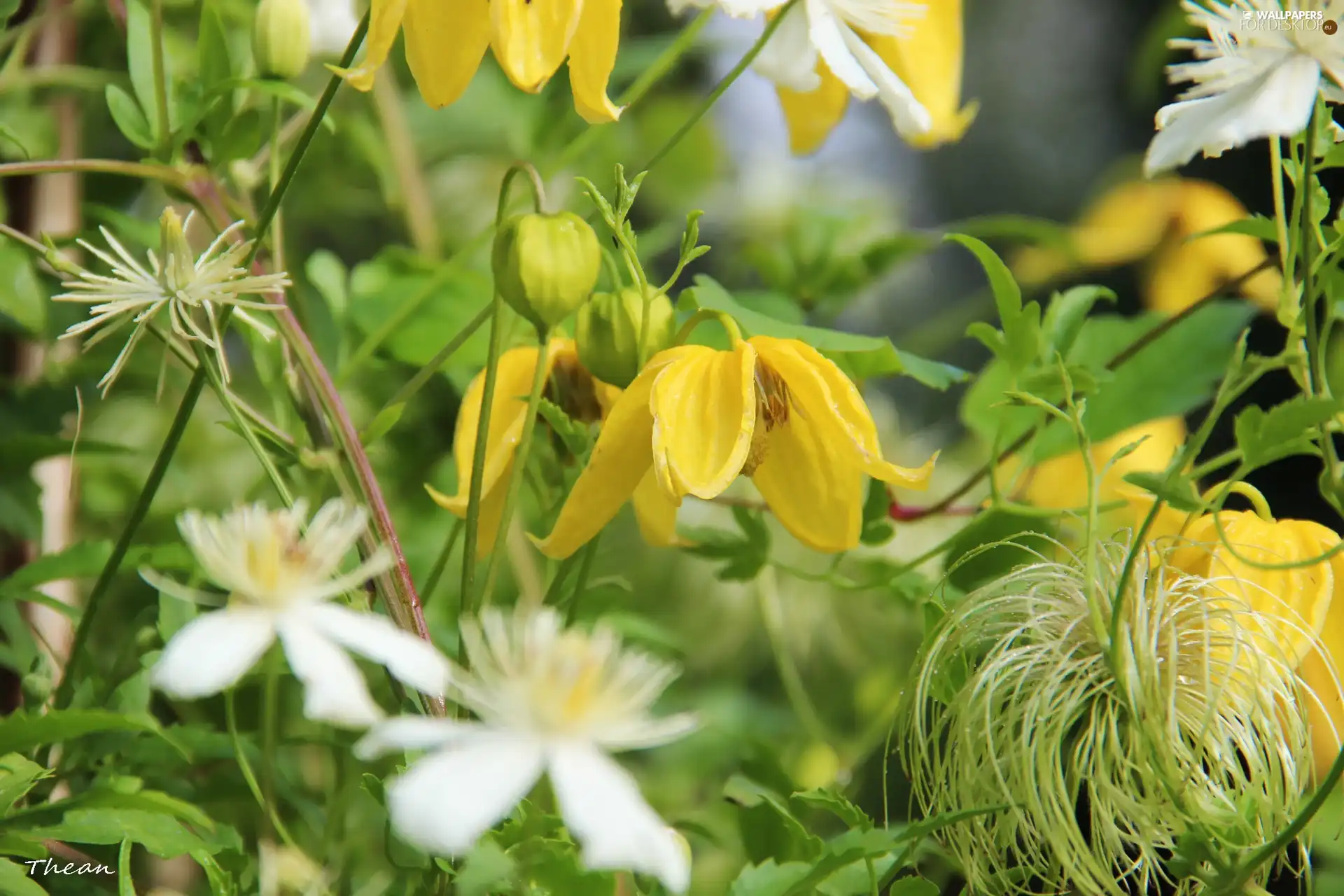 Flowers, White, Yellow